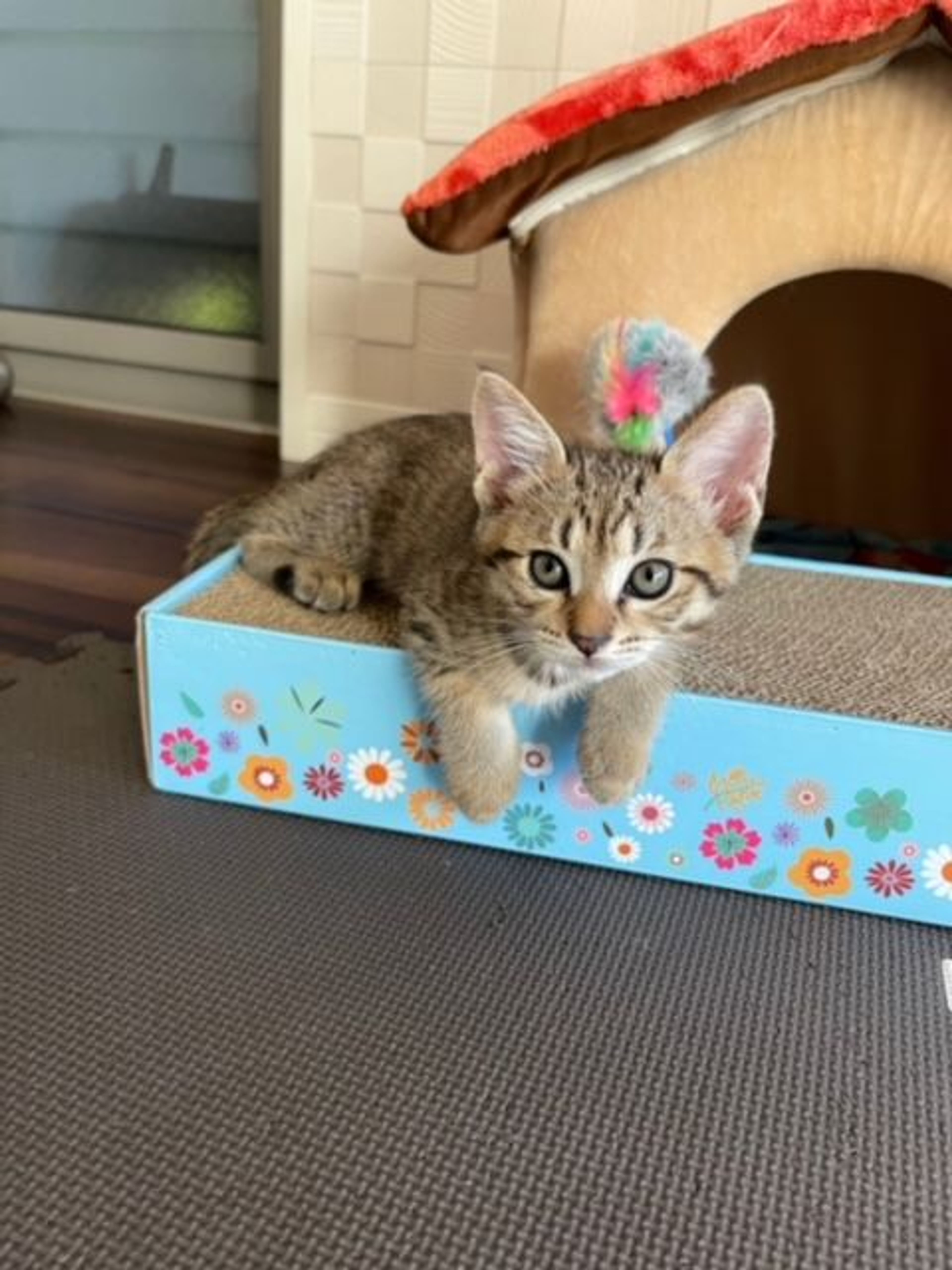 pet-image-2