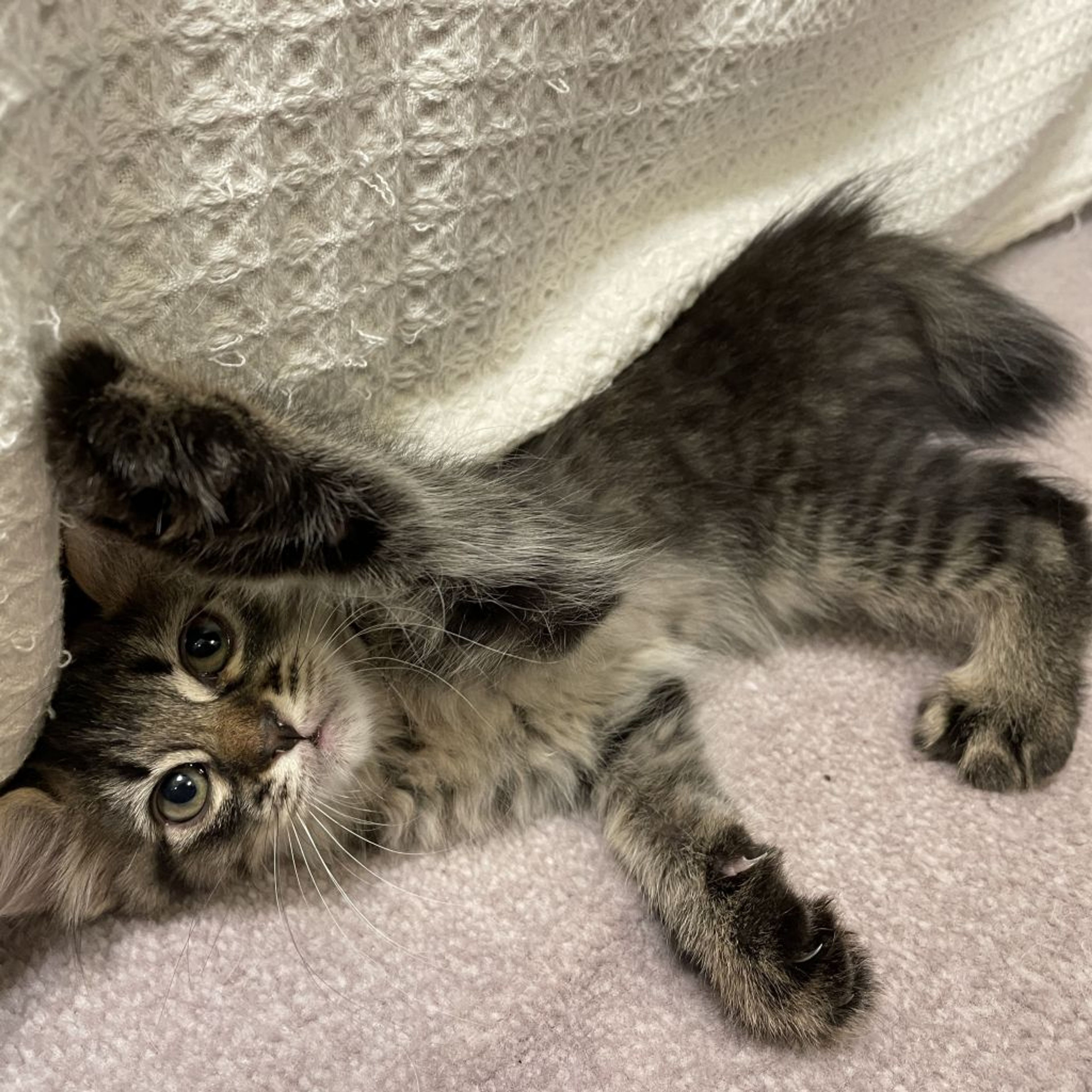 pet-image-4
