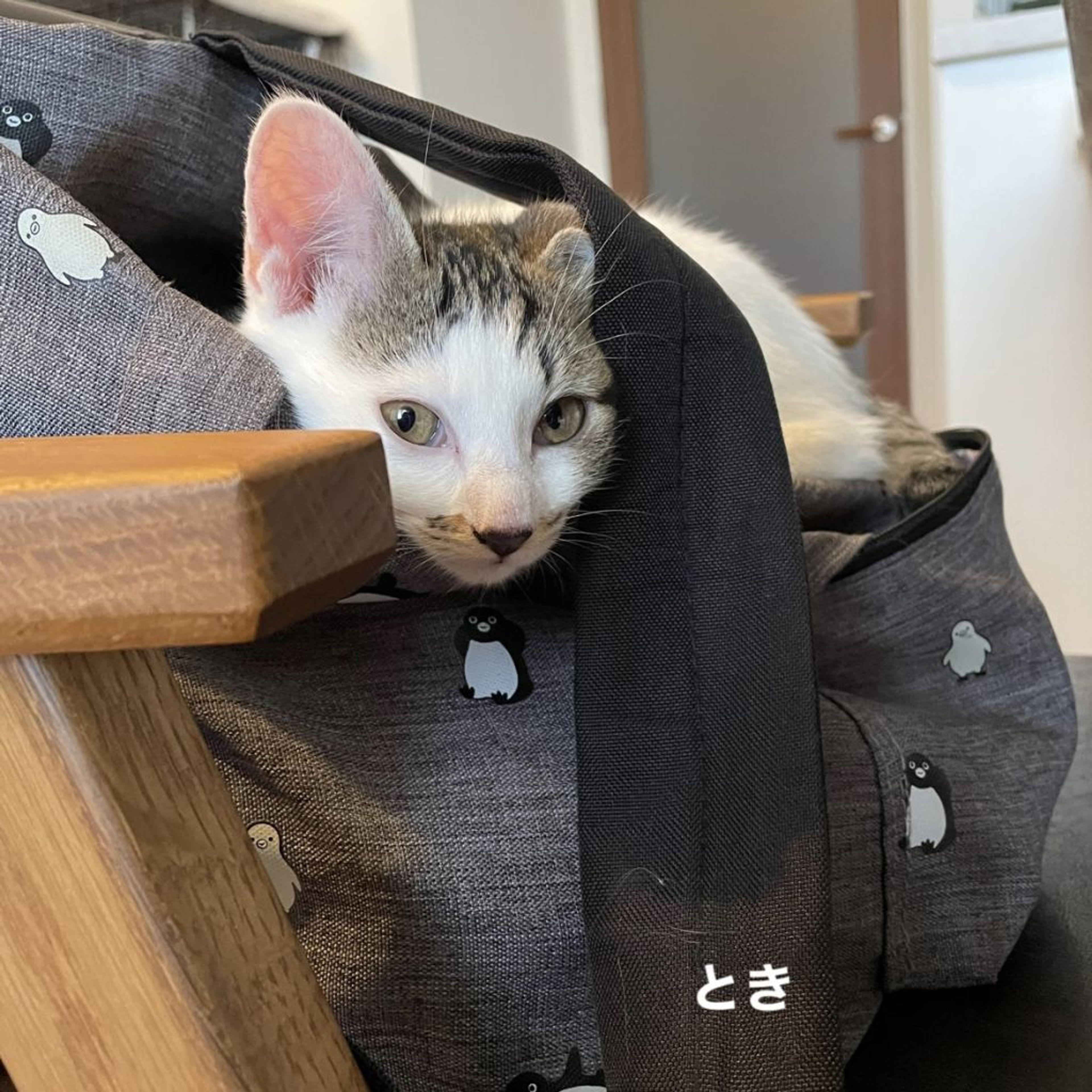 pet-image-5
