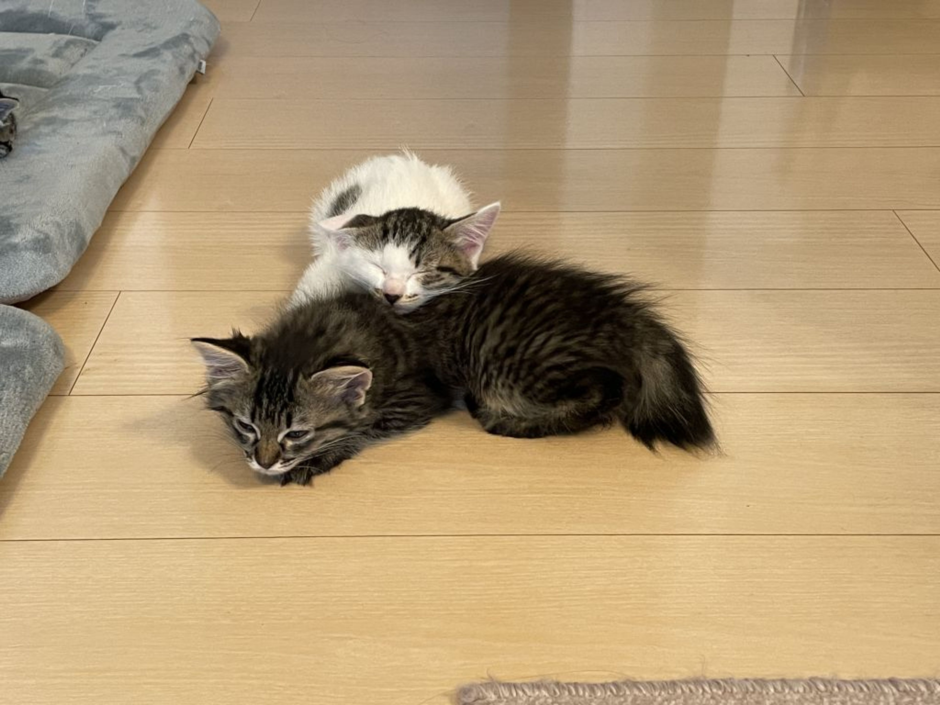 pet-image-7