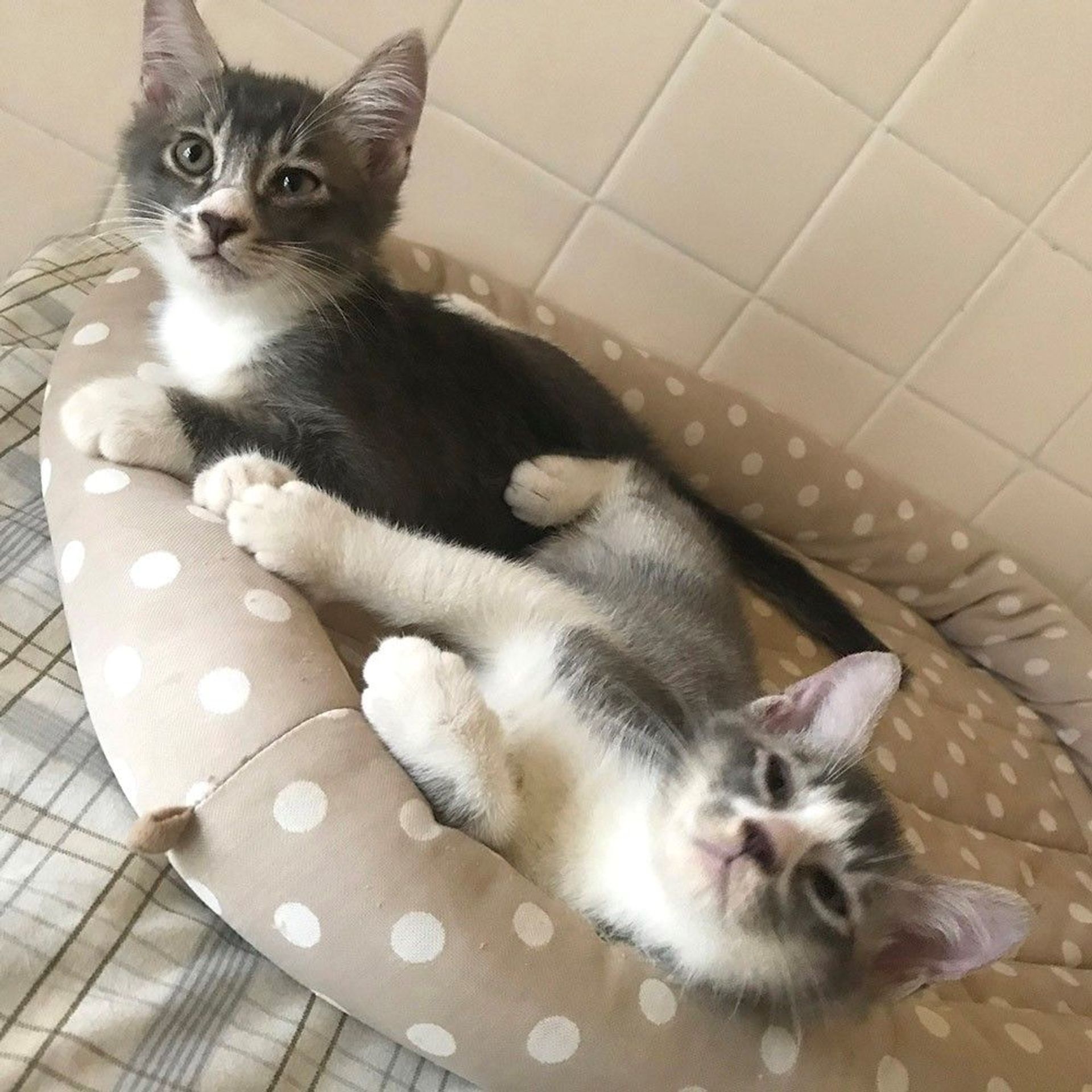 雑種（ミックス猫）・オスの里親募集の写真