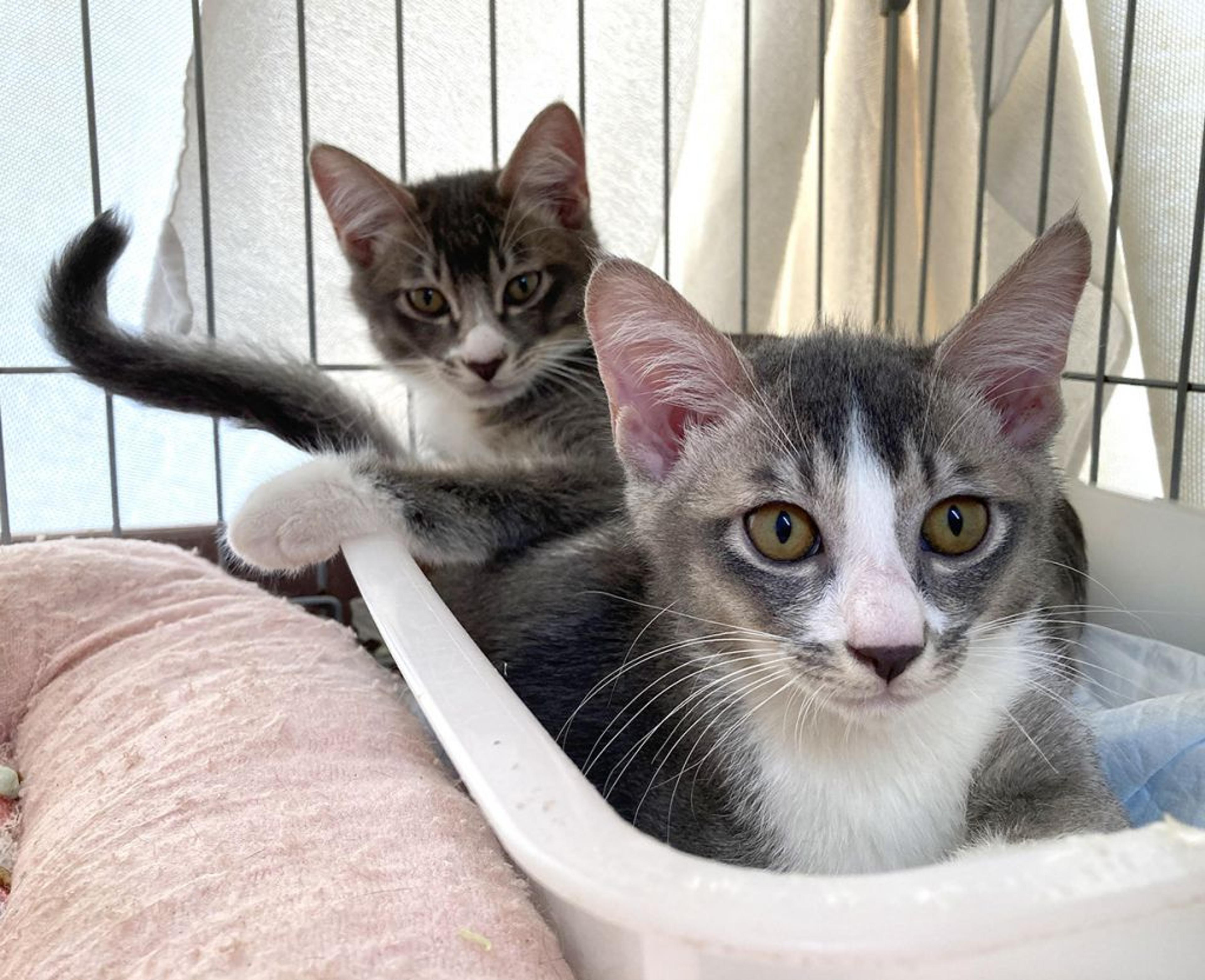 pet-image-3