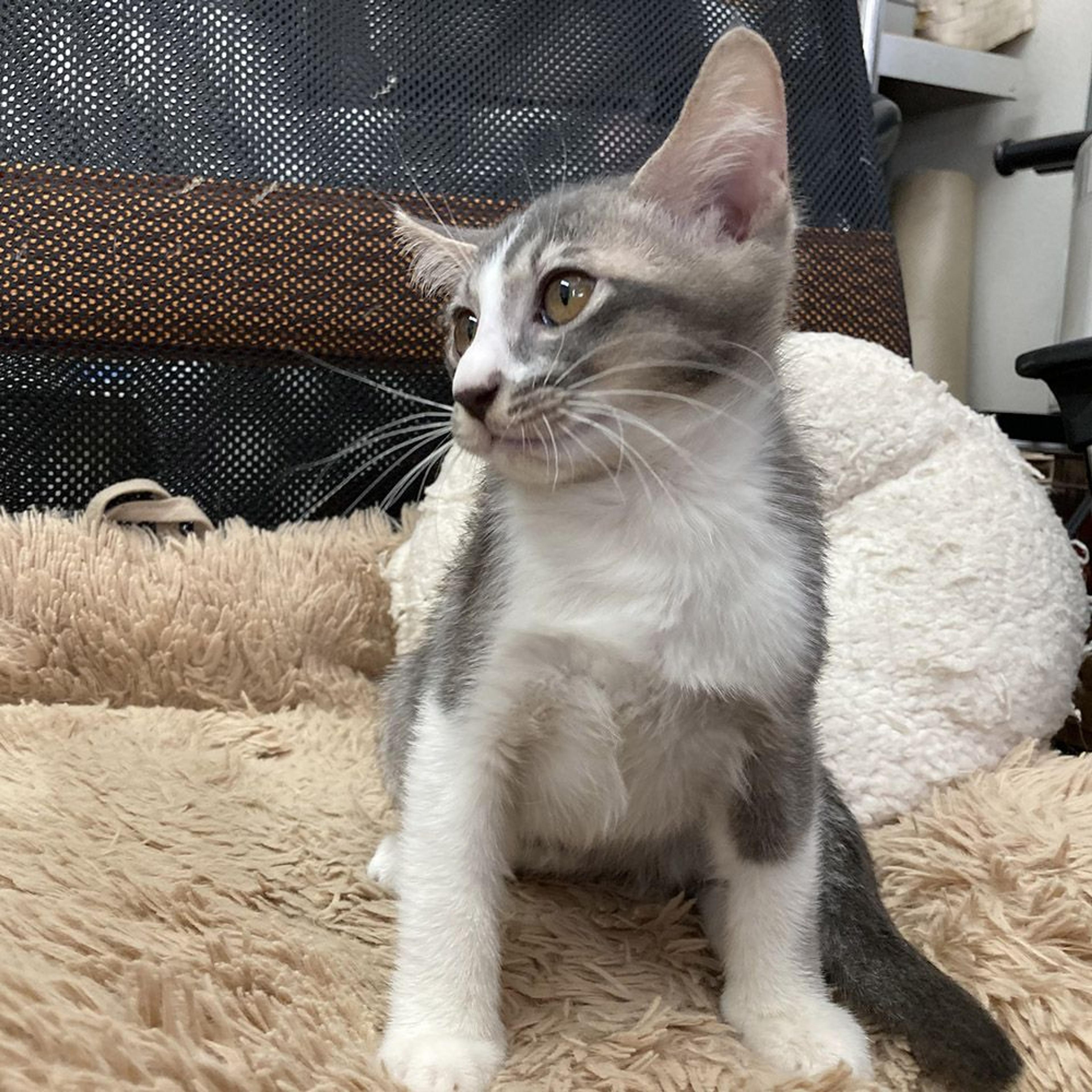 pet-image-4