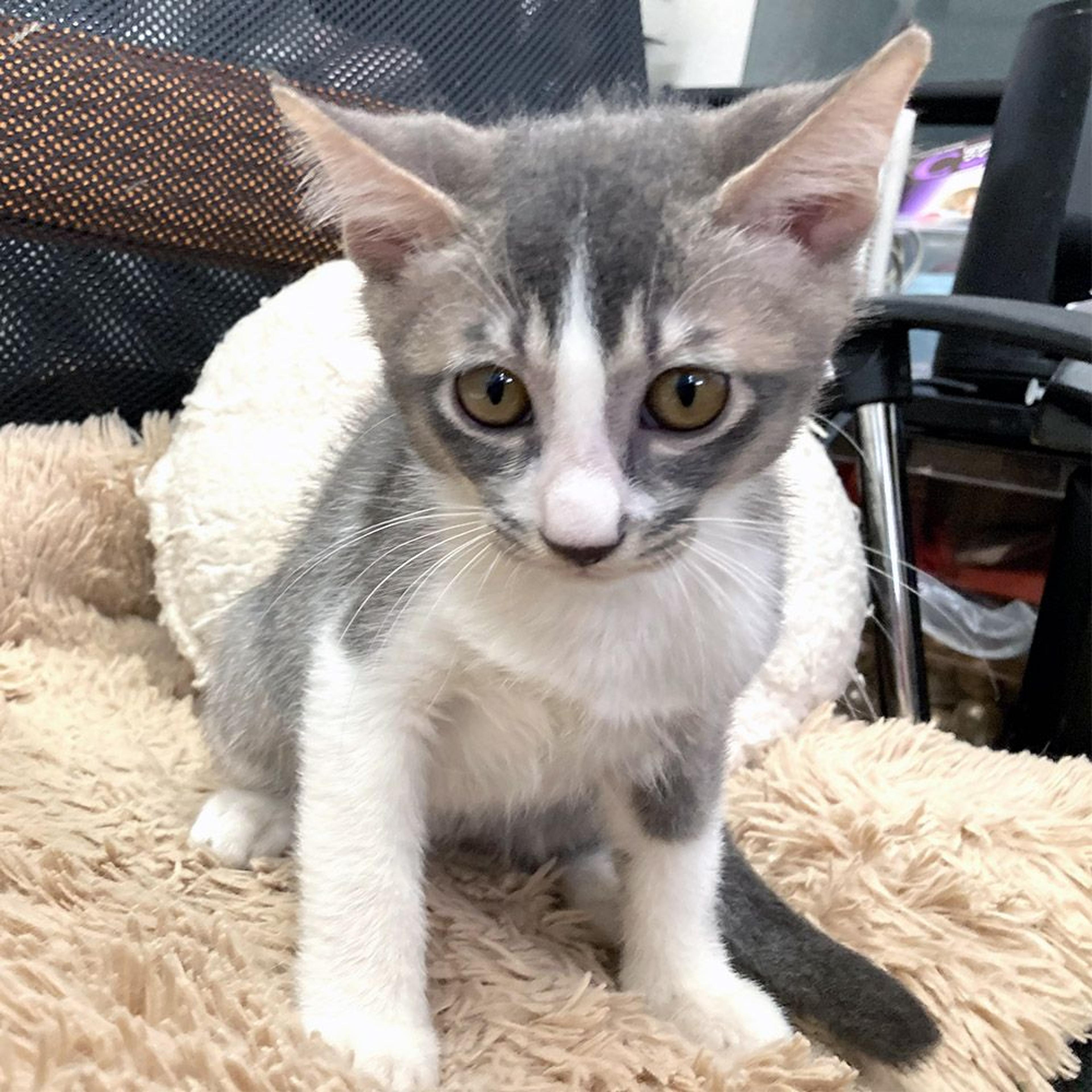 pet-image-5