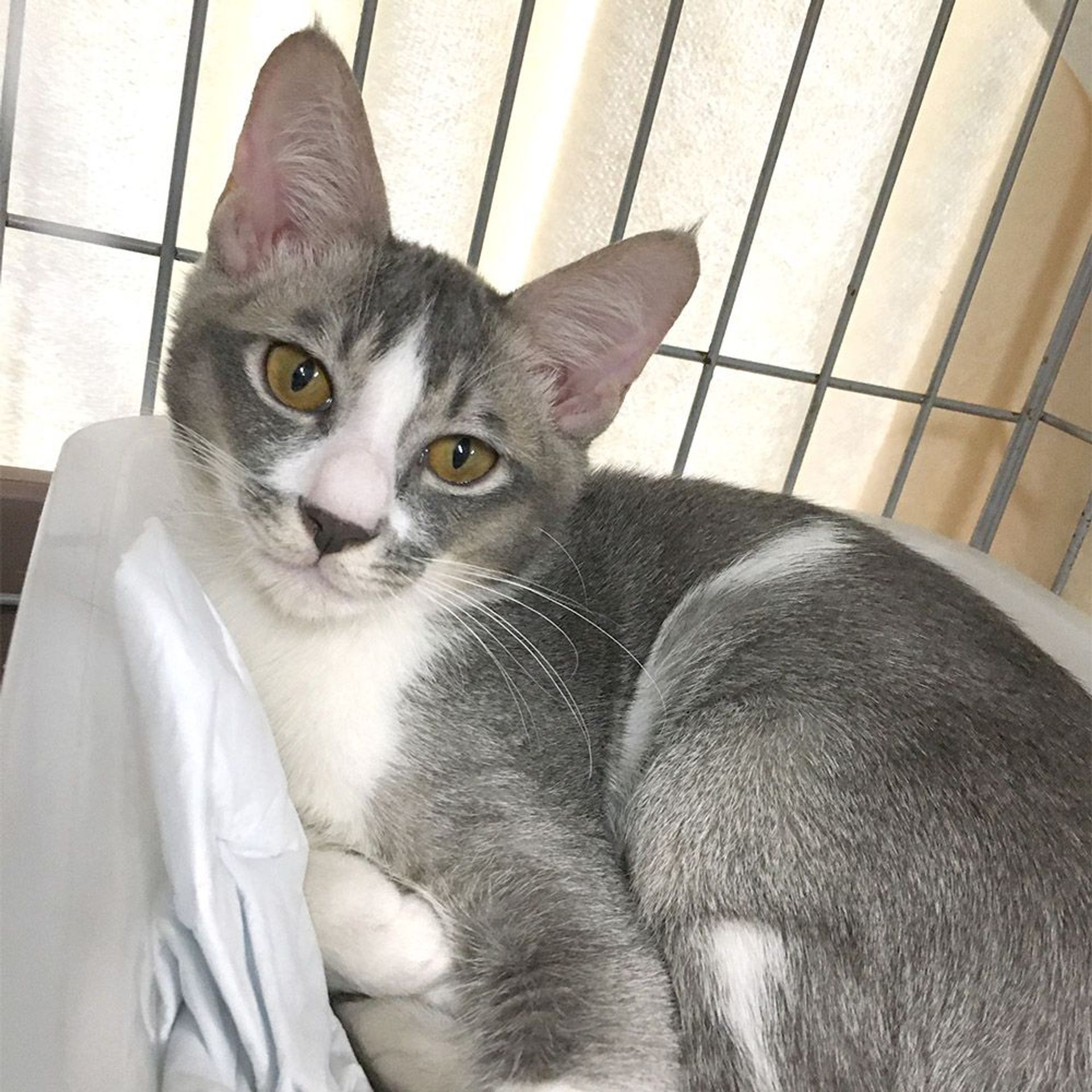 雑種（ミックス猫）・オスの里親募集の写真