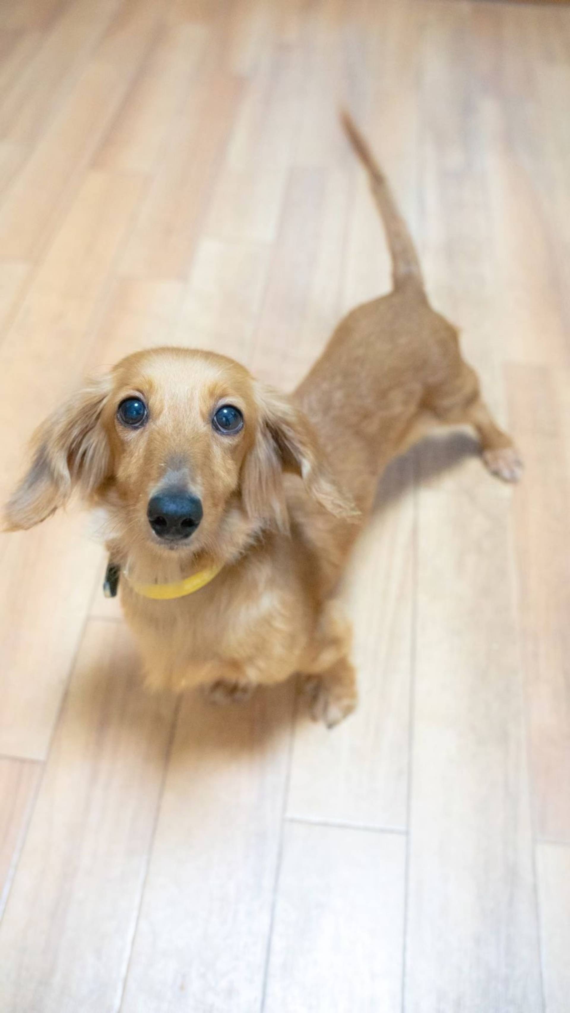 ミニチュア・ダックスフンド・メスの里親募集の写真