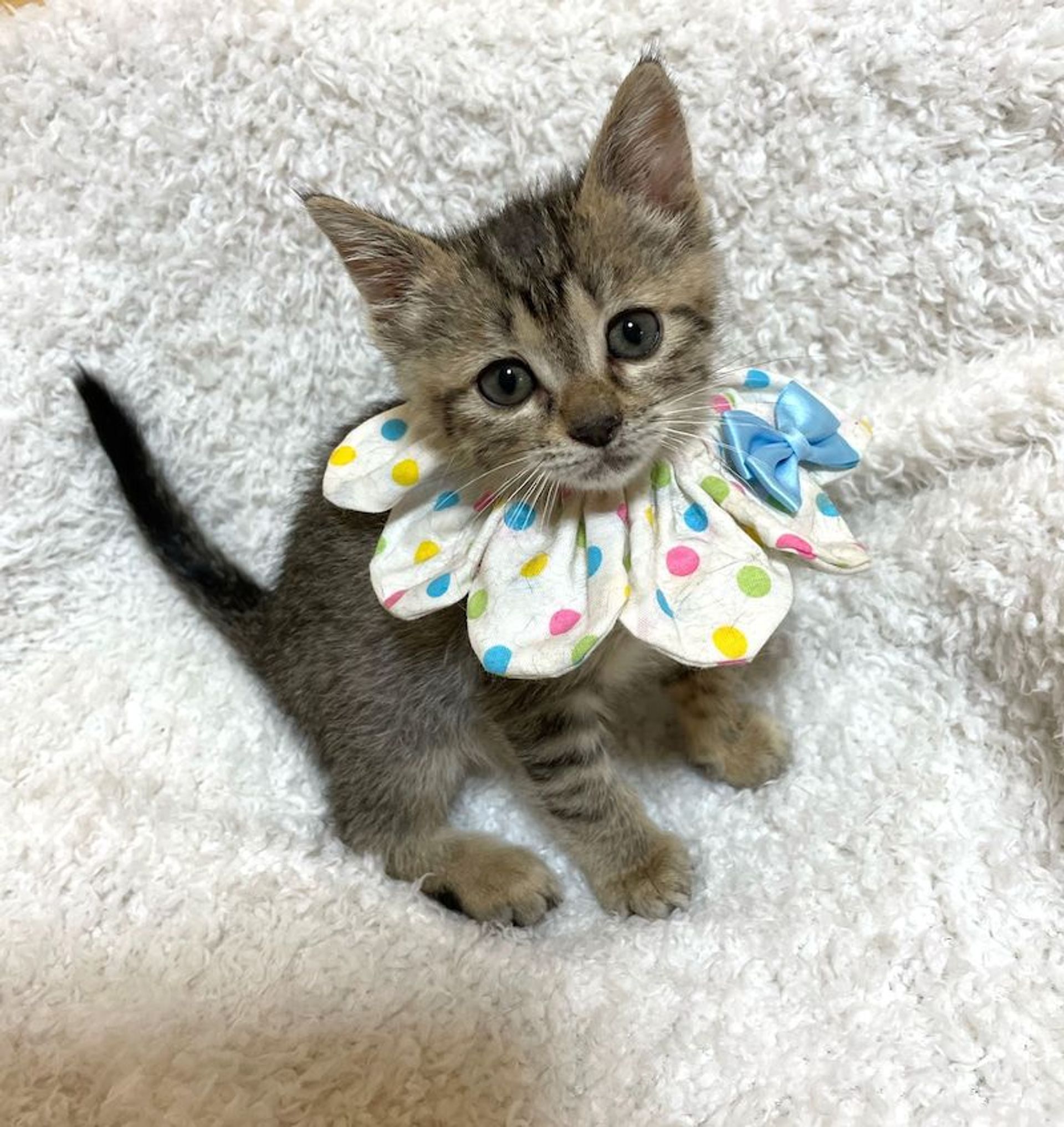 雑種（ミックス猫）・メスの里親募集の写真