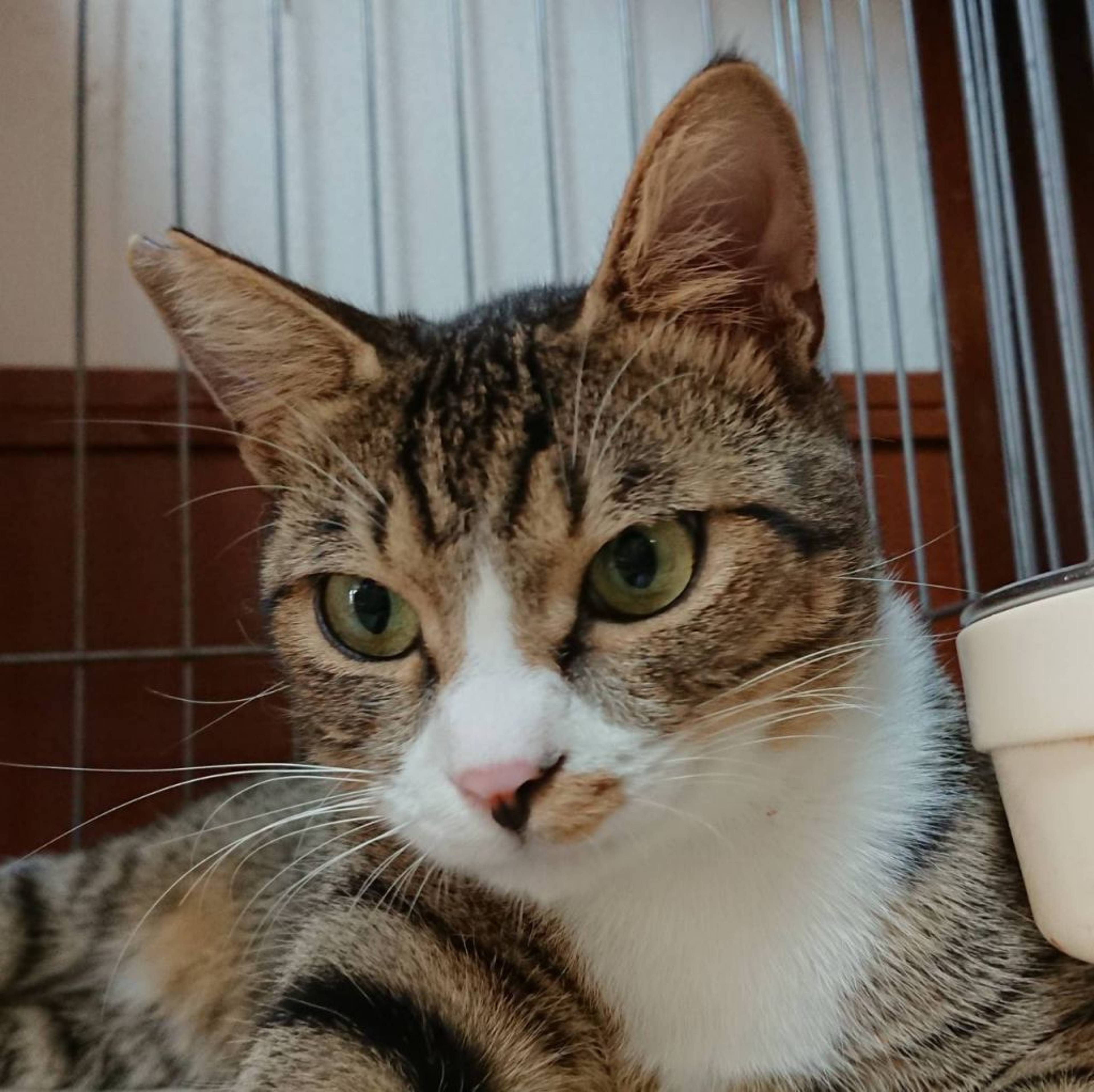 雑種（ミックス猫）・オスの里親募集の写真