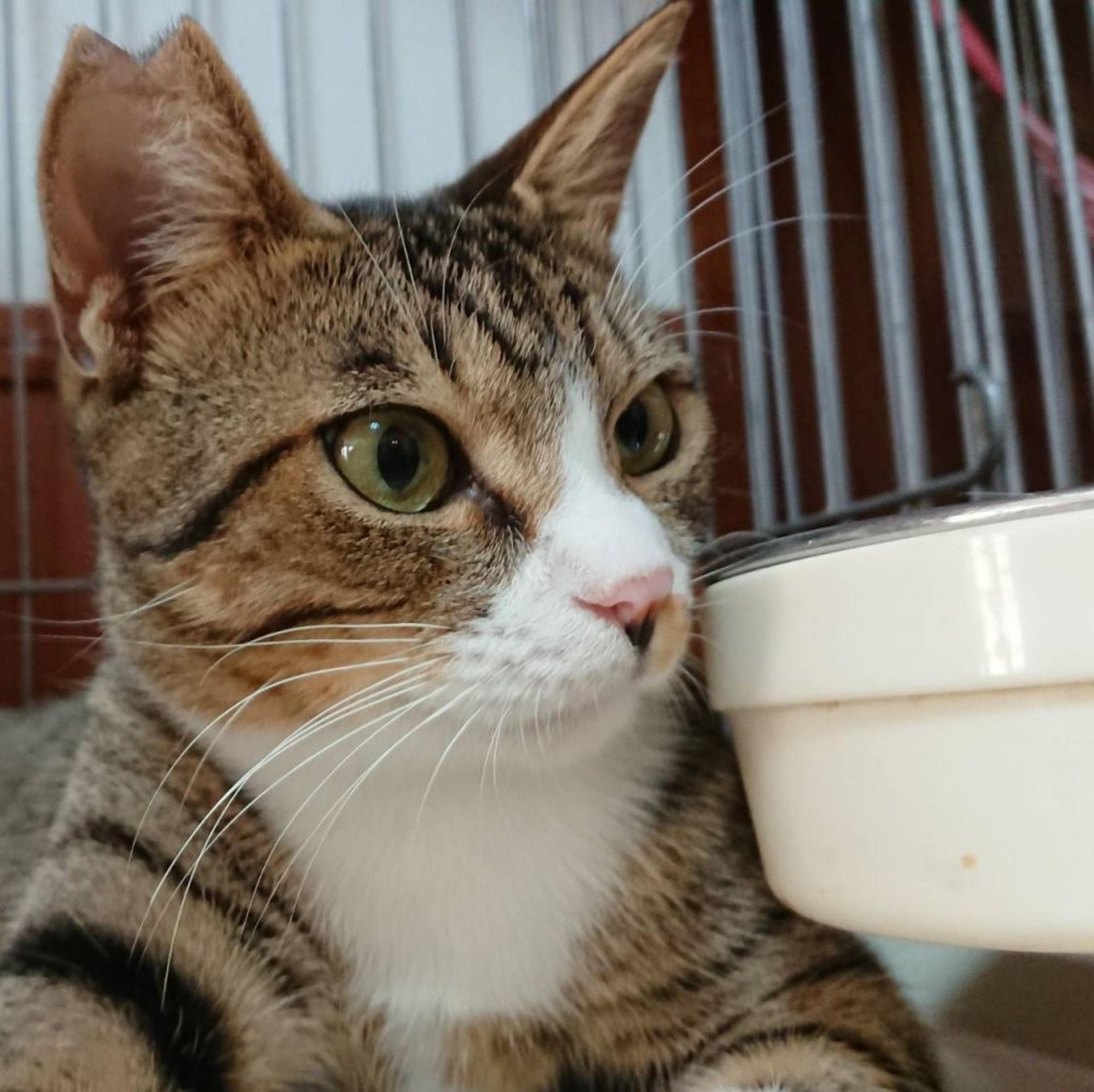 pet-image-2