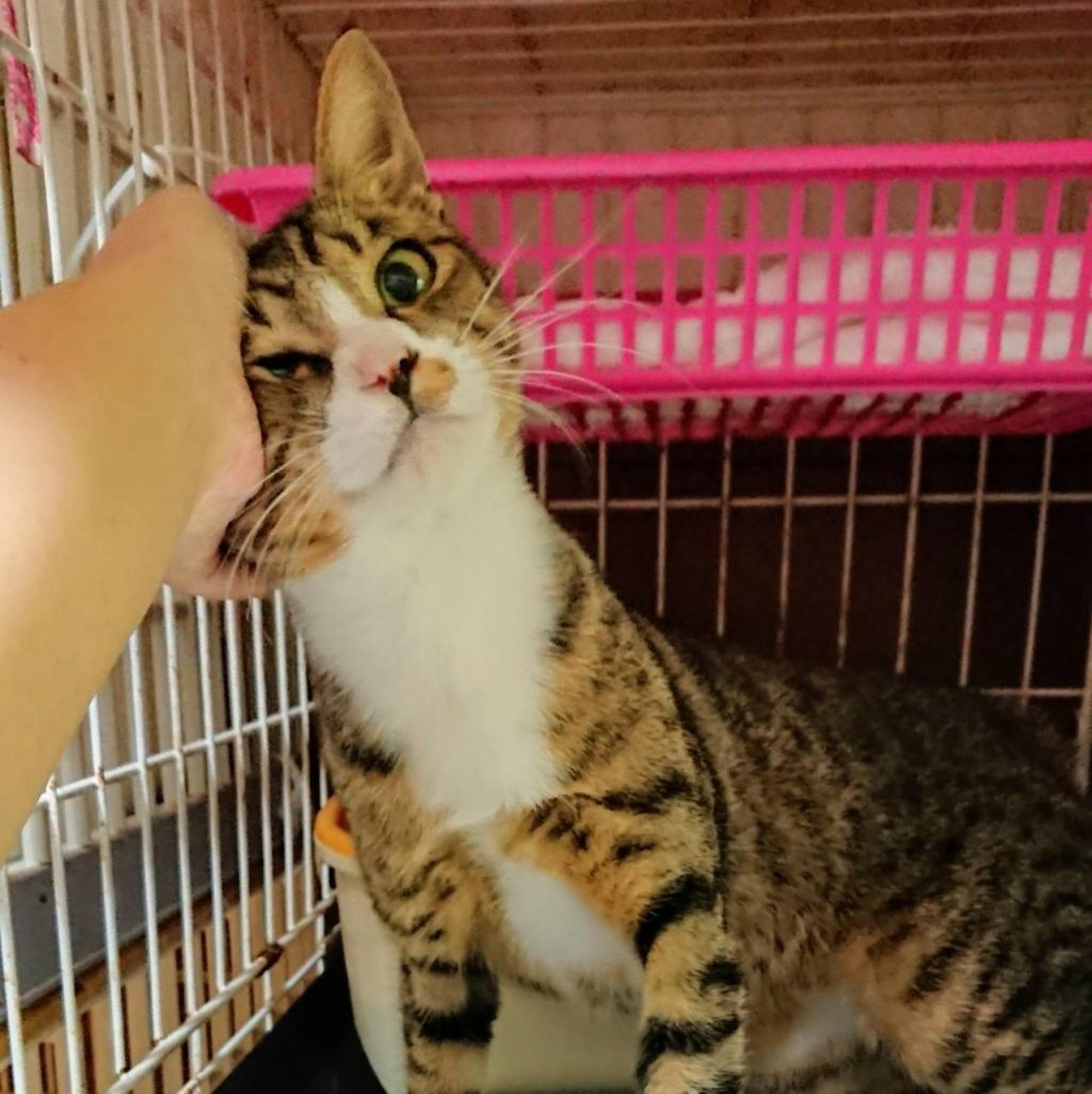 pet-image-3