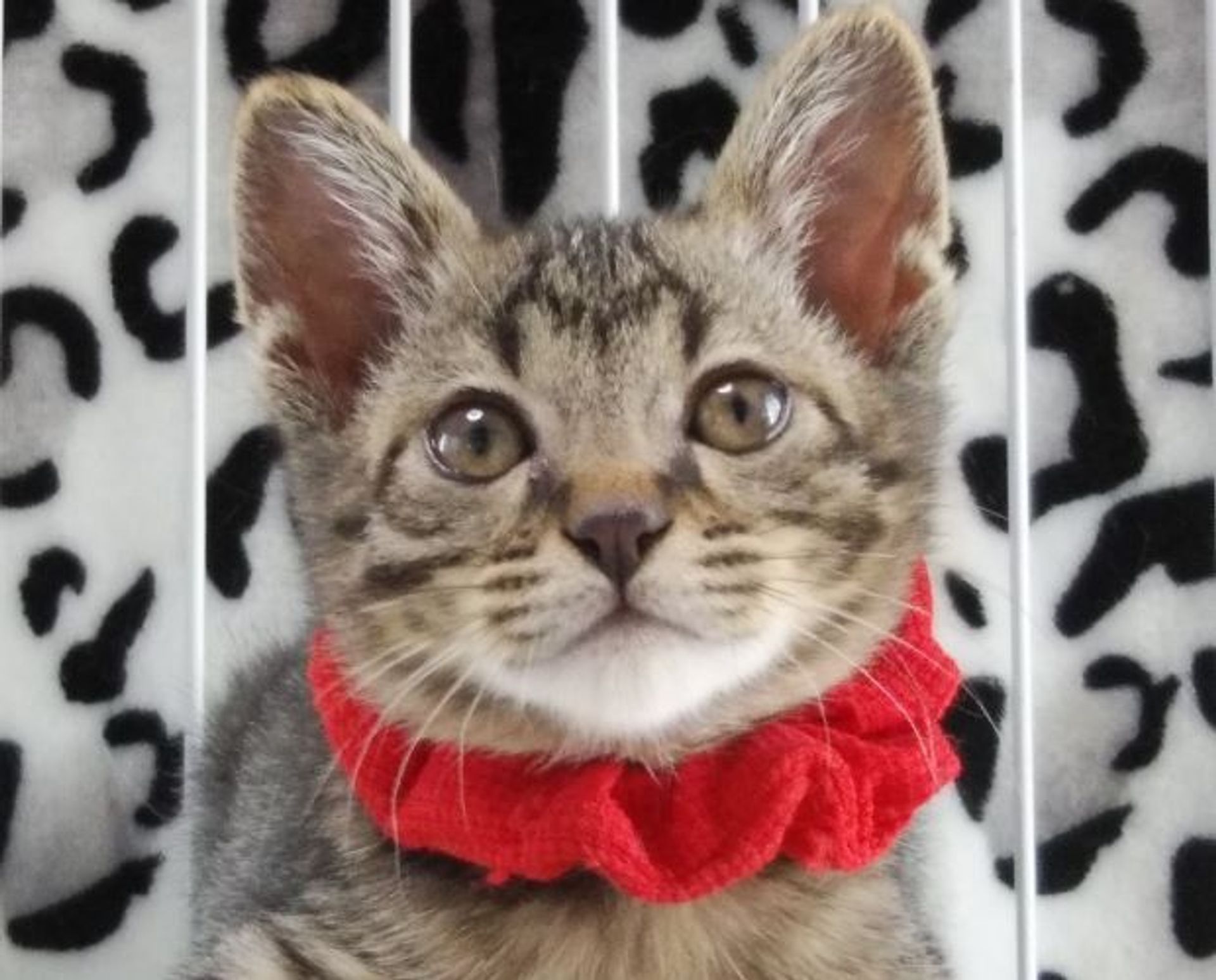 雑種（ミックス猫）・オスの里親募集の写真