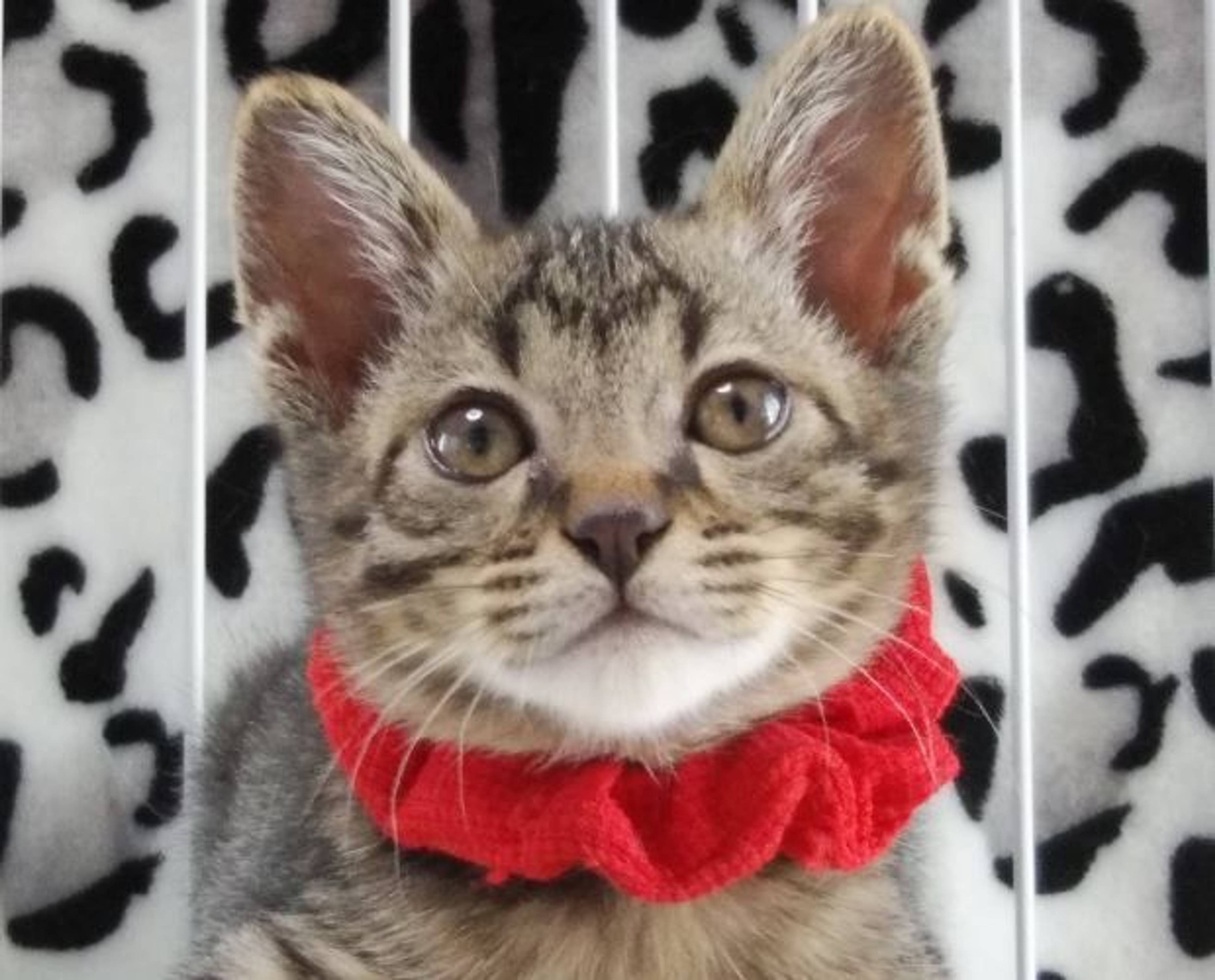 雑種（ミックス猫）・オスの里親募集の写真