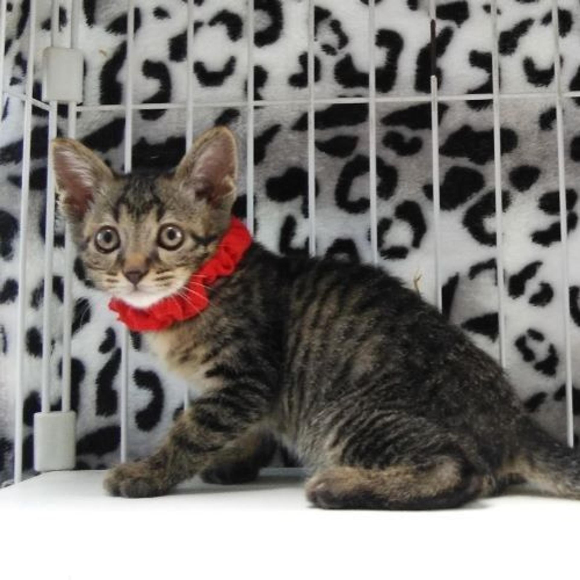 pet-image-2