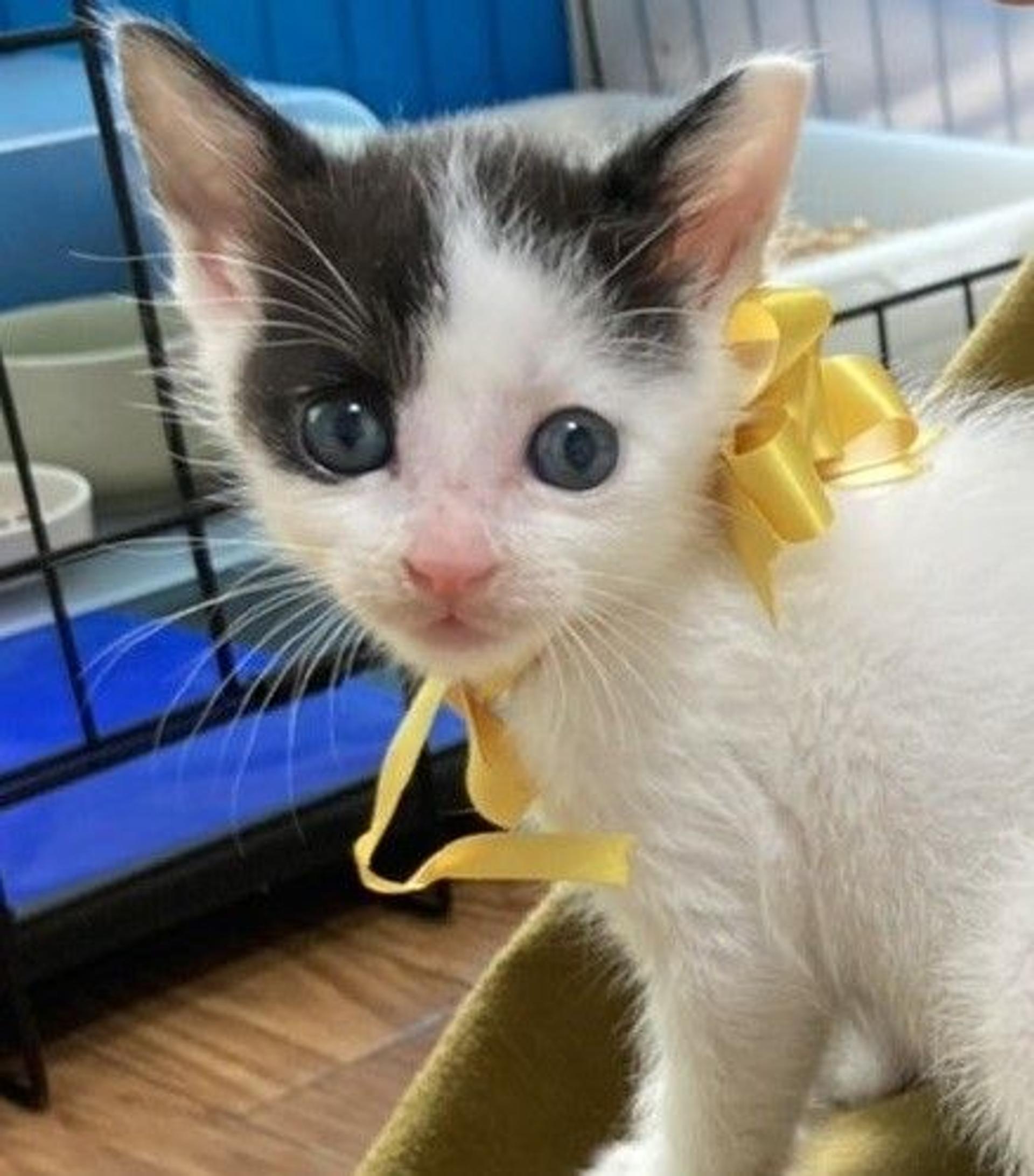 pet-image-4