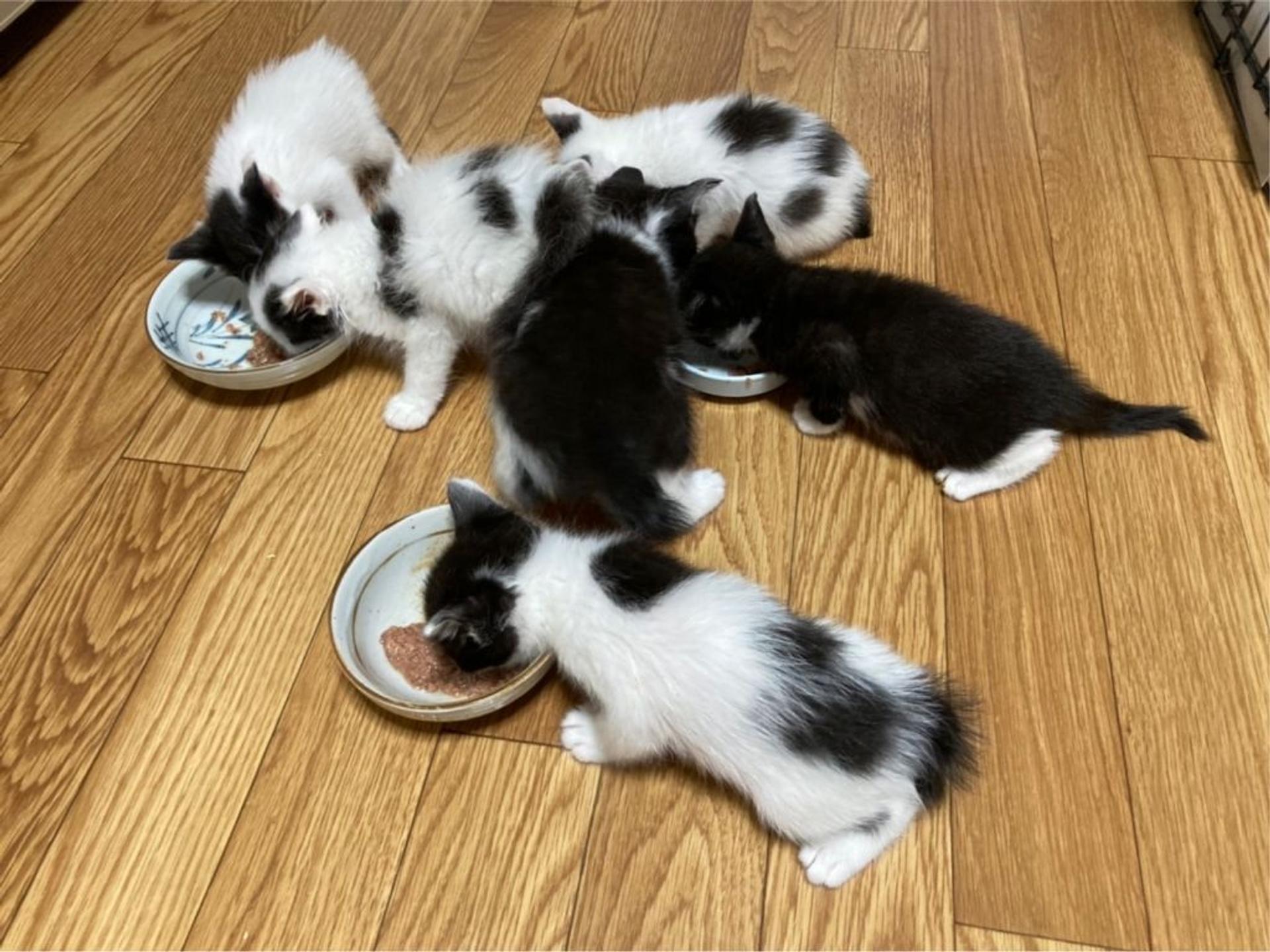 pet-image-5