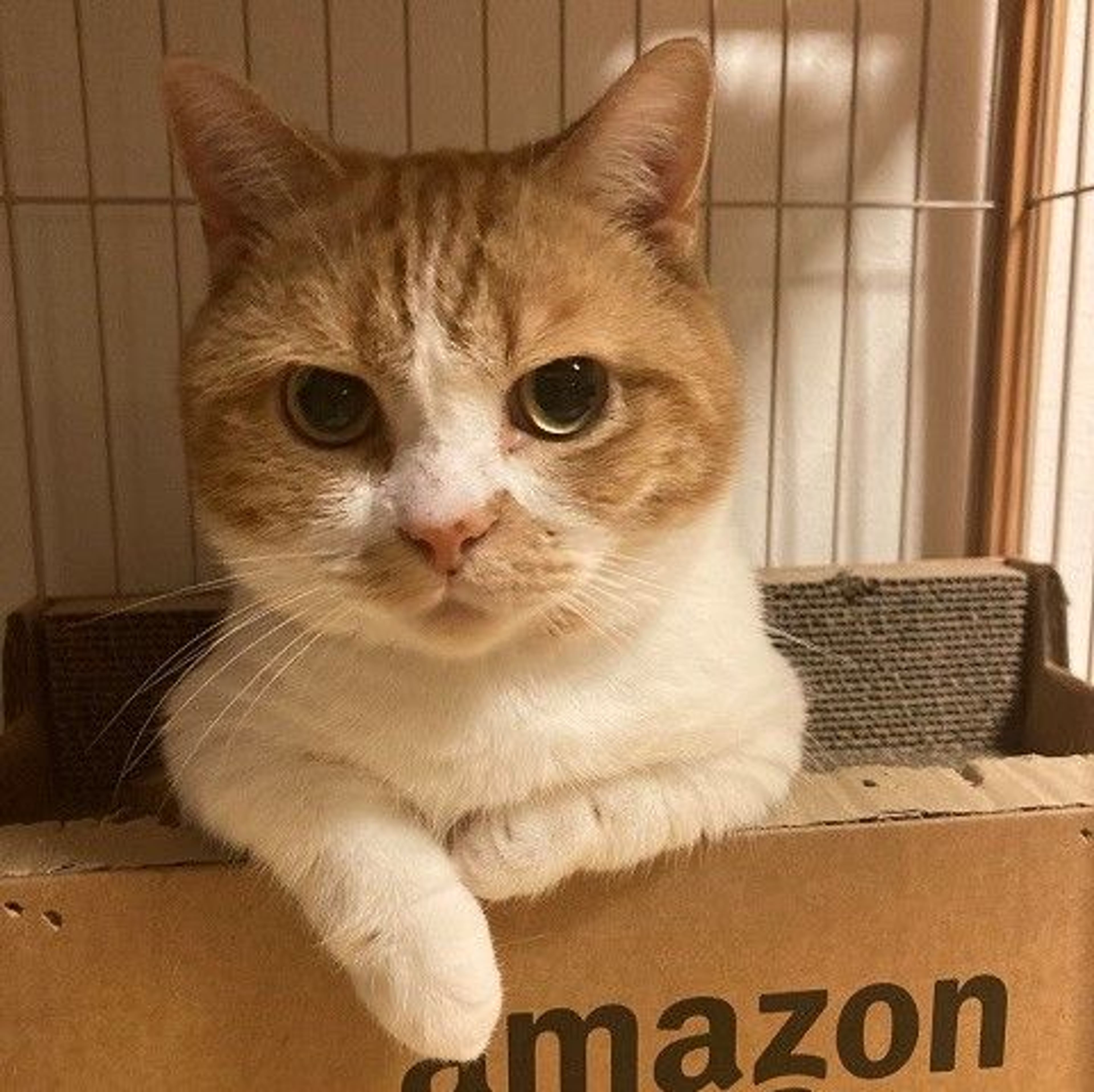 マンチカン・オスの里親募集の写真