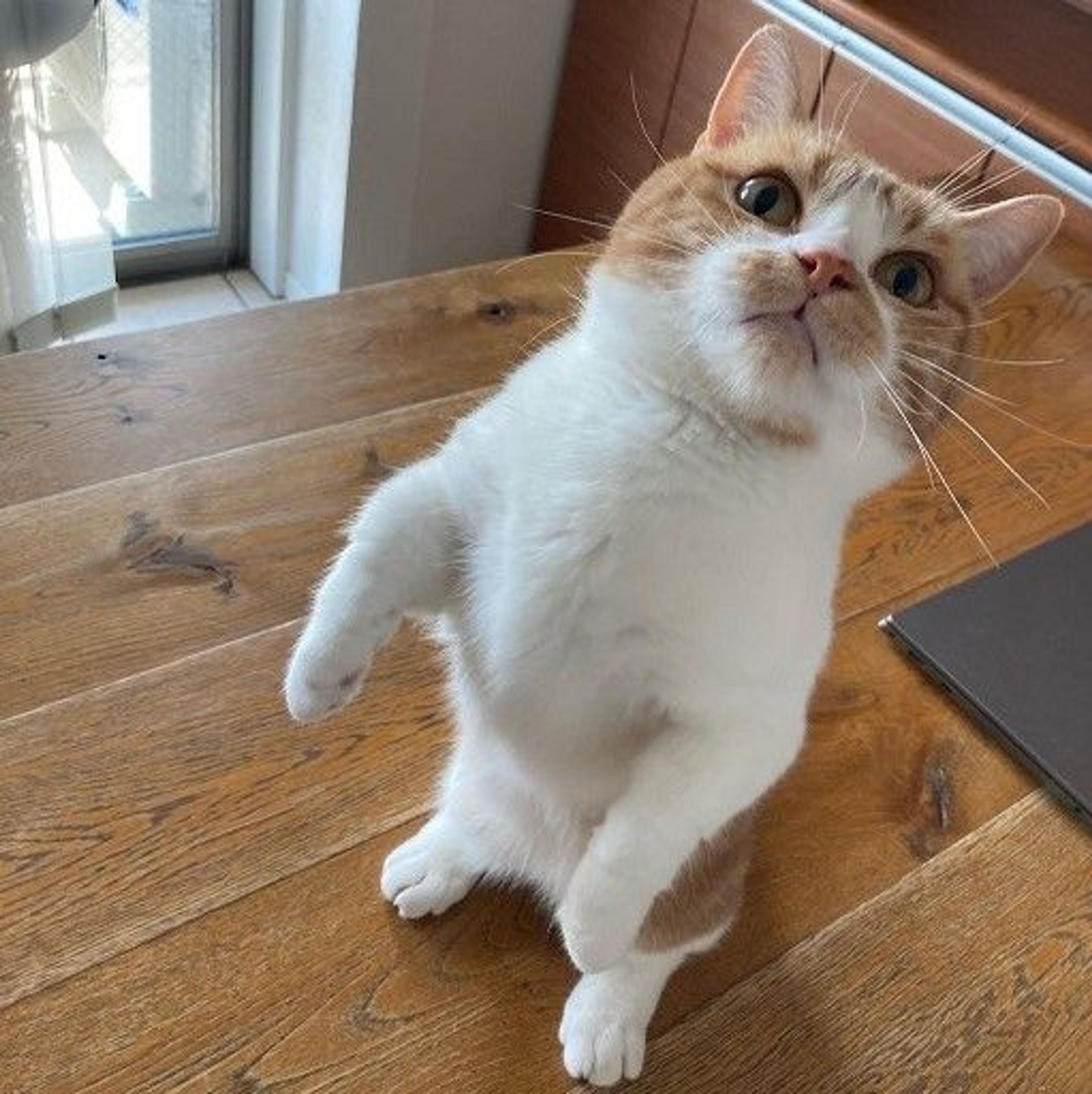 pet-image-2