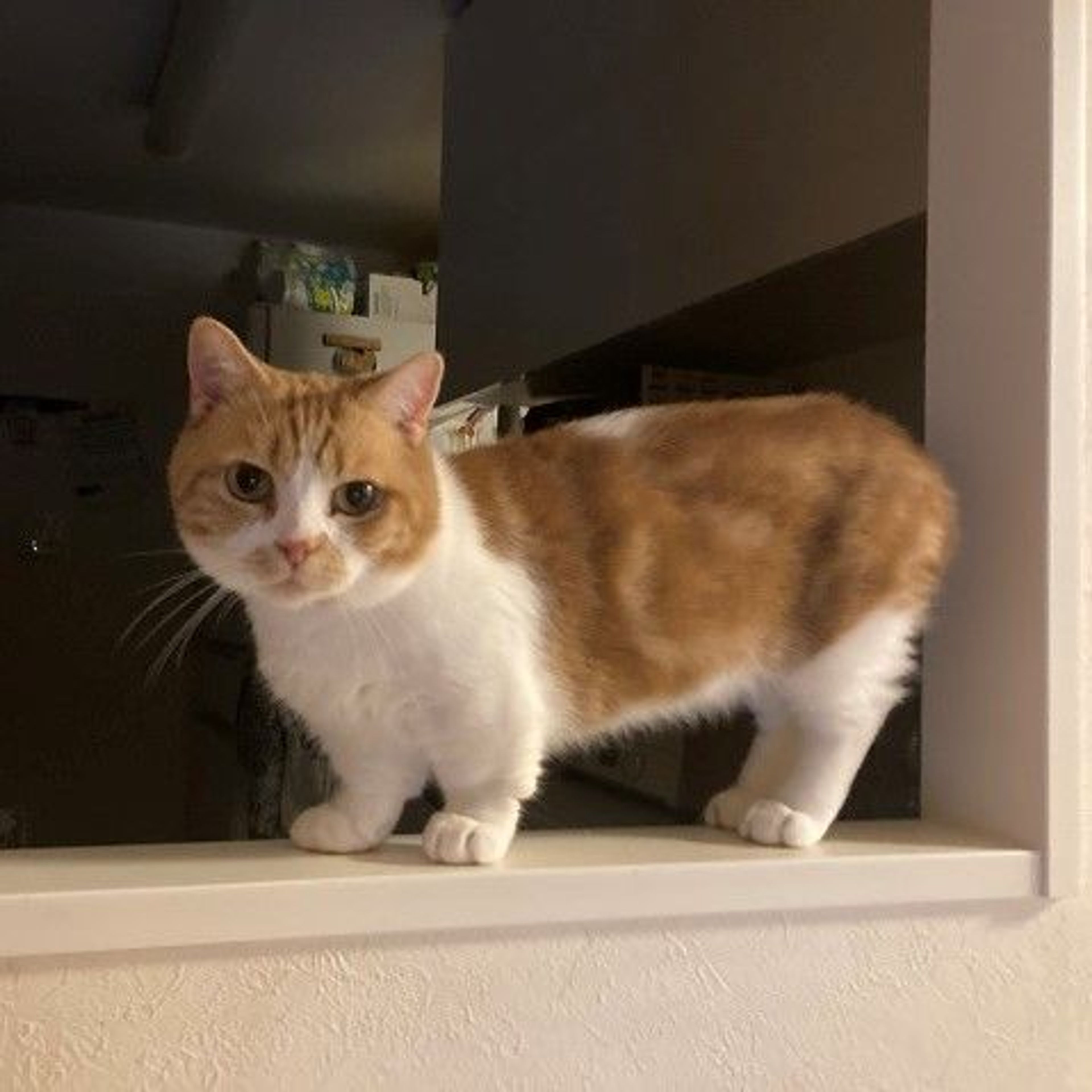 pet-image-3