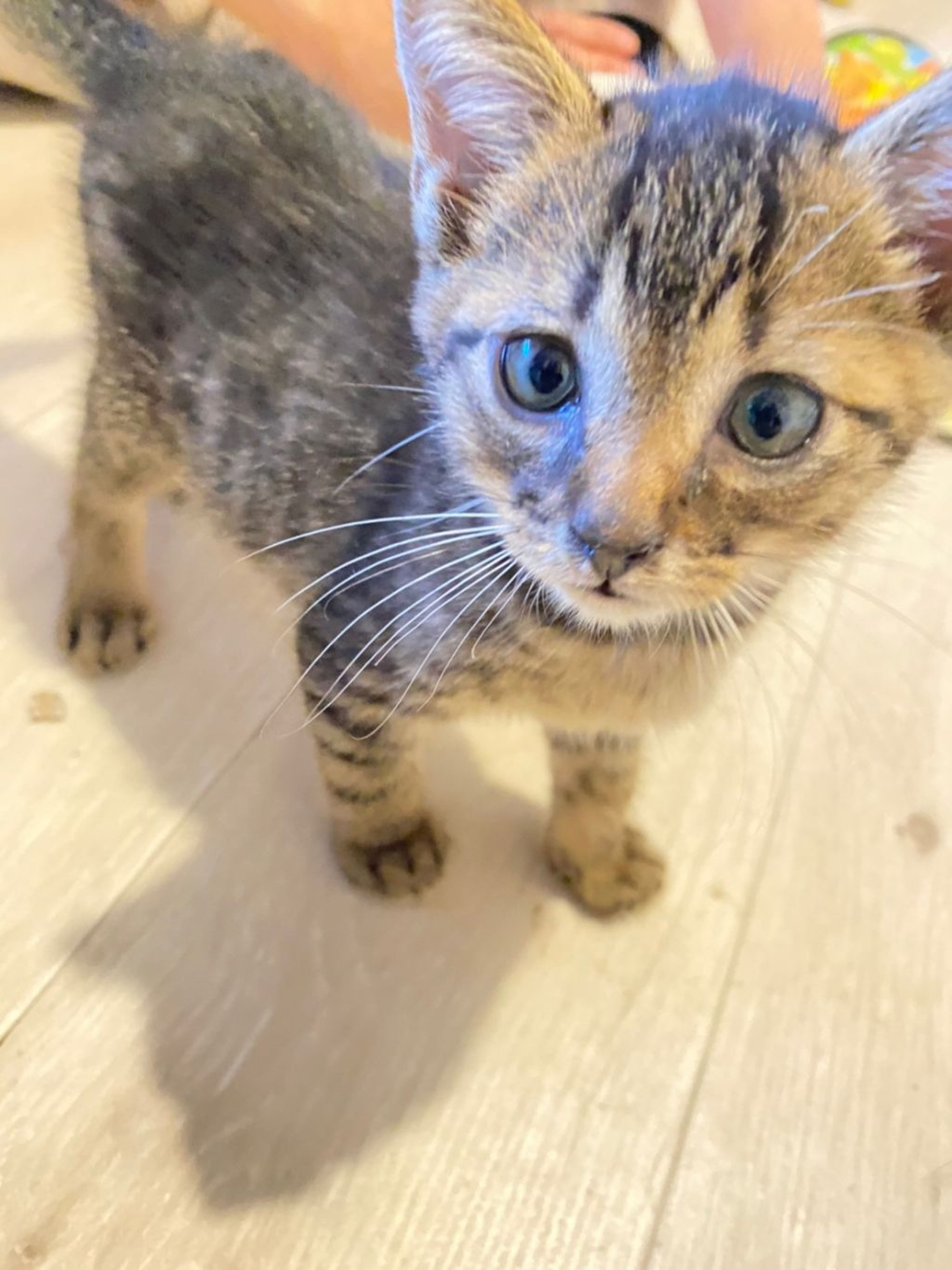 雑種（ミックス猫）・オスの里親募集の写真