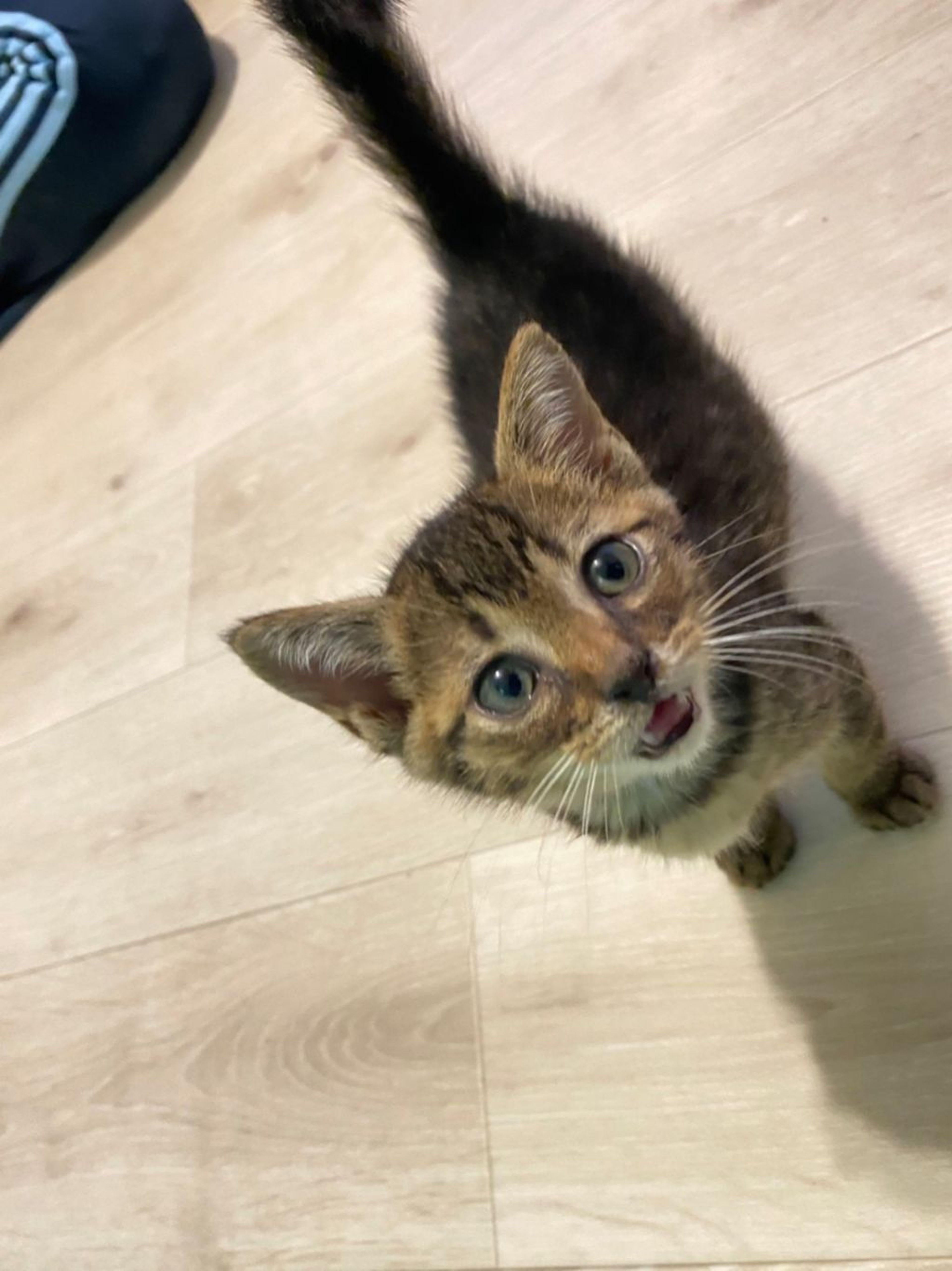 pet-image-2