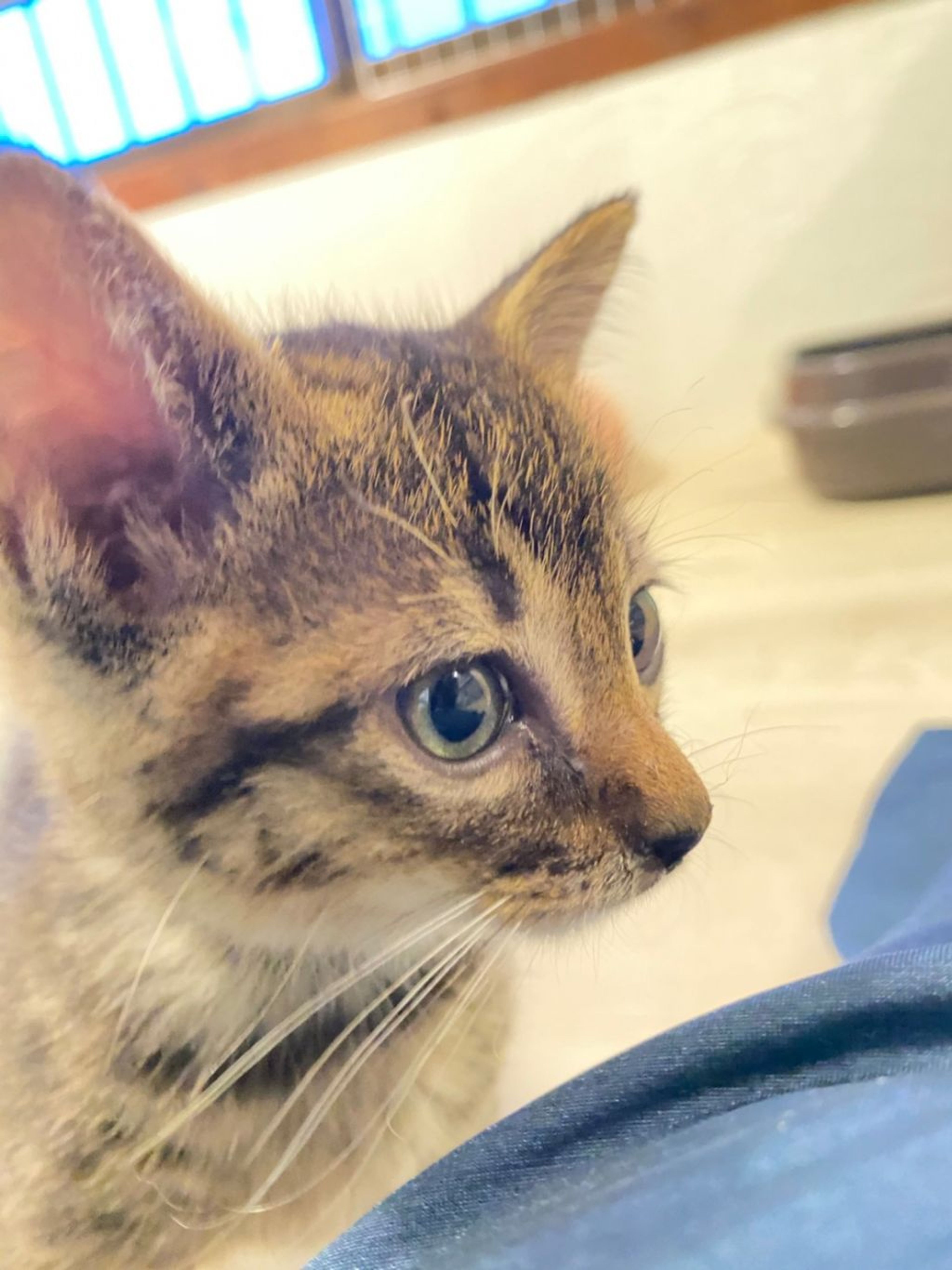 pet-image-3