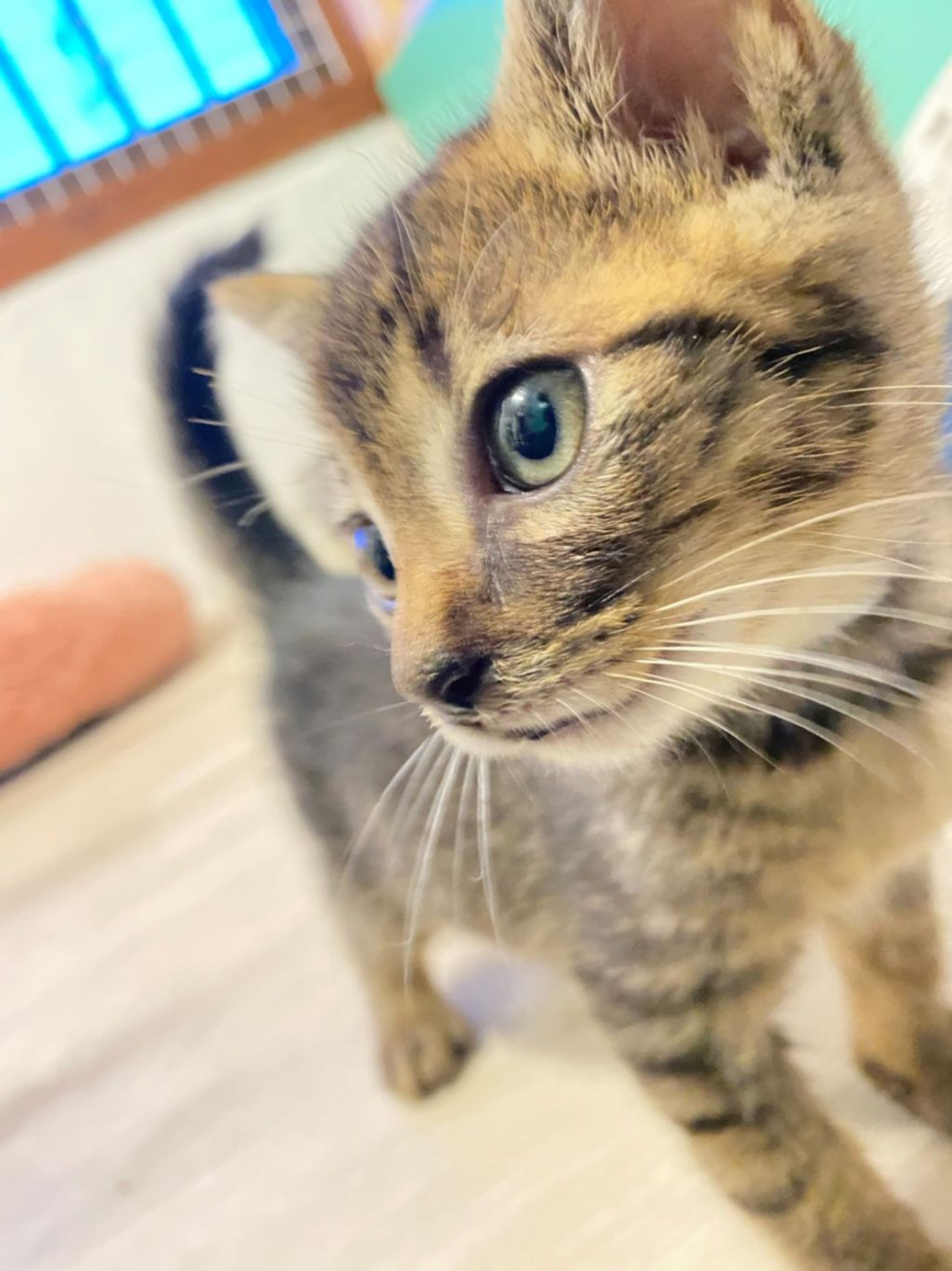 pet-image-4