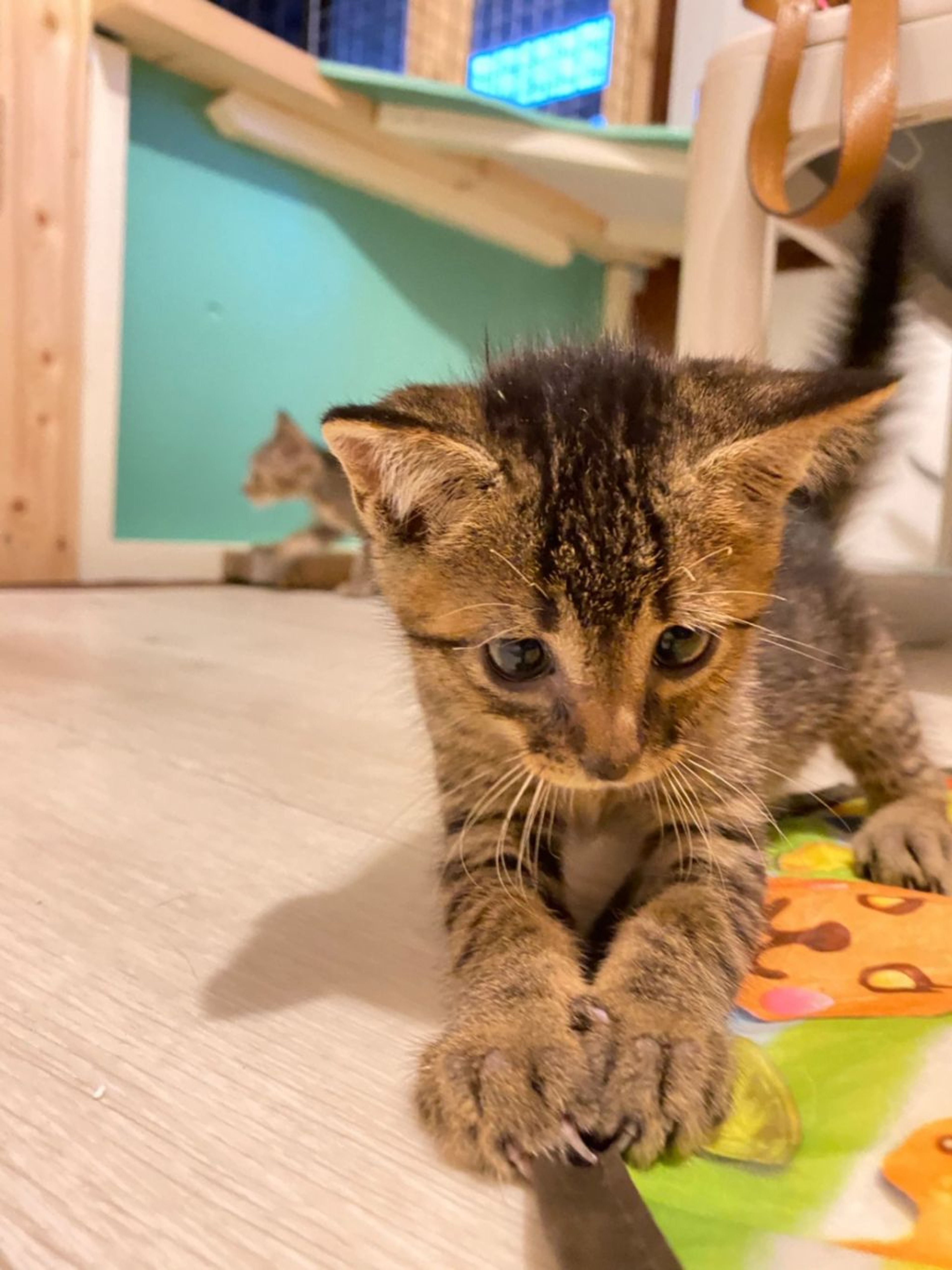 pet-image-5