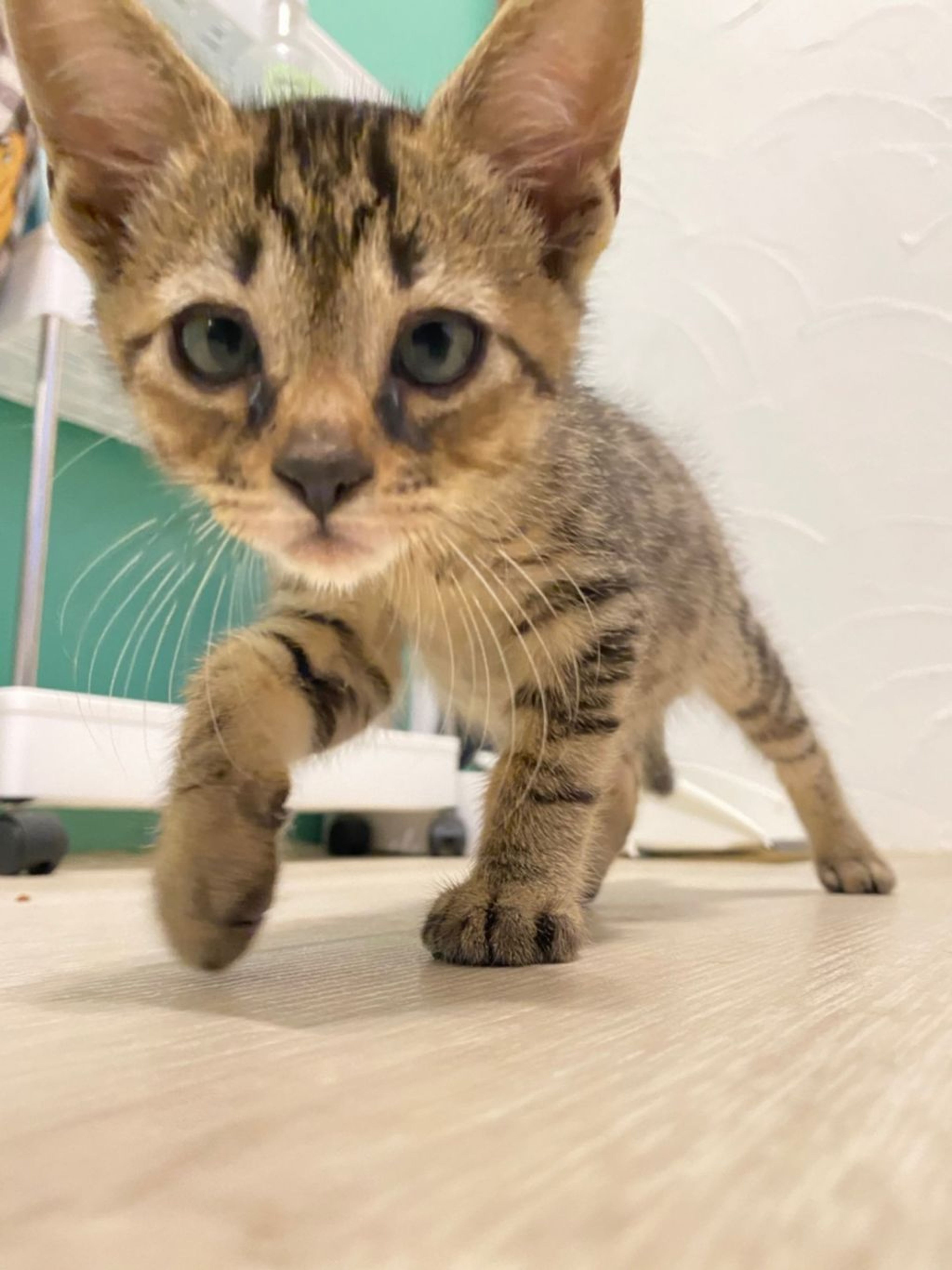 pet-image-2