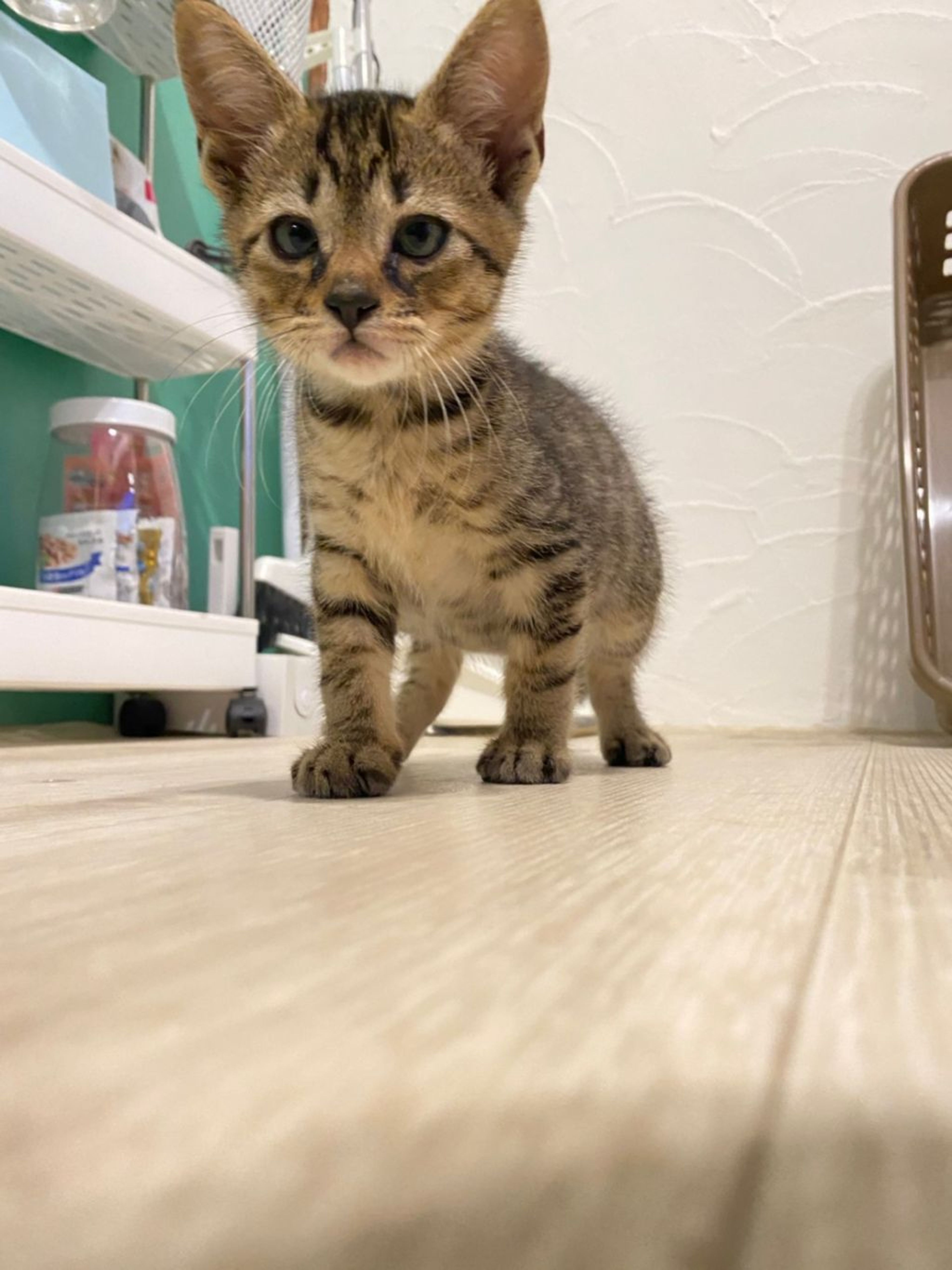 pet-image-4