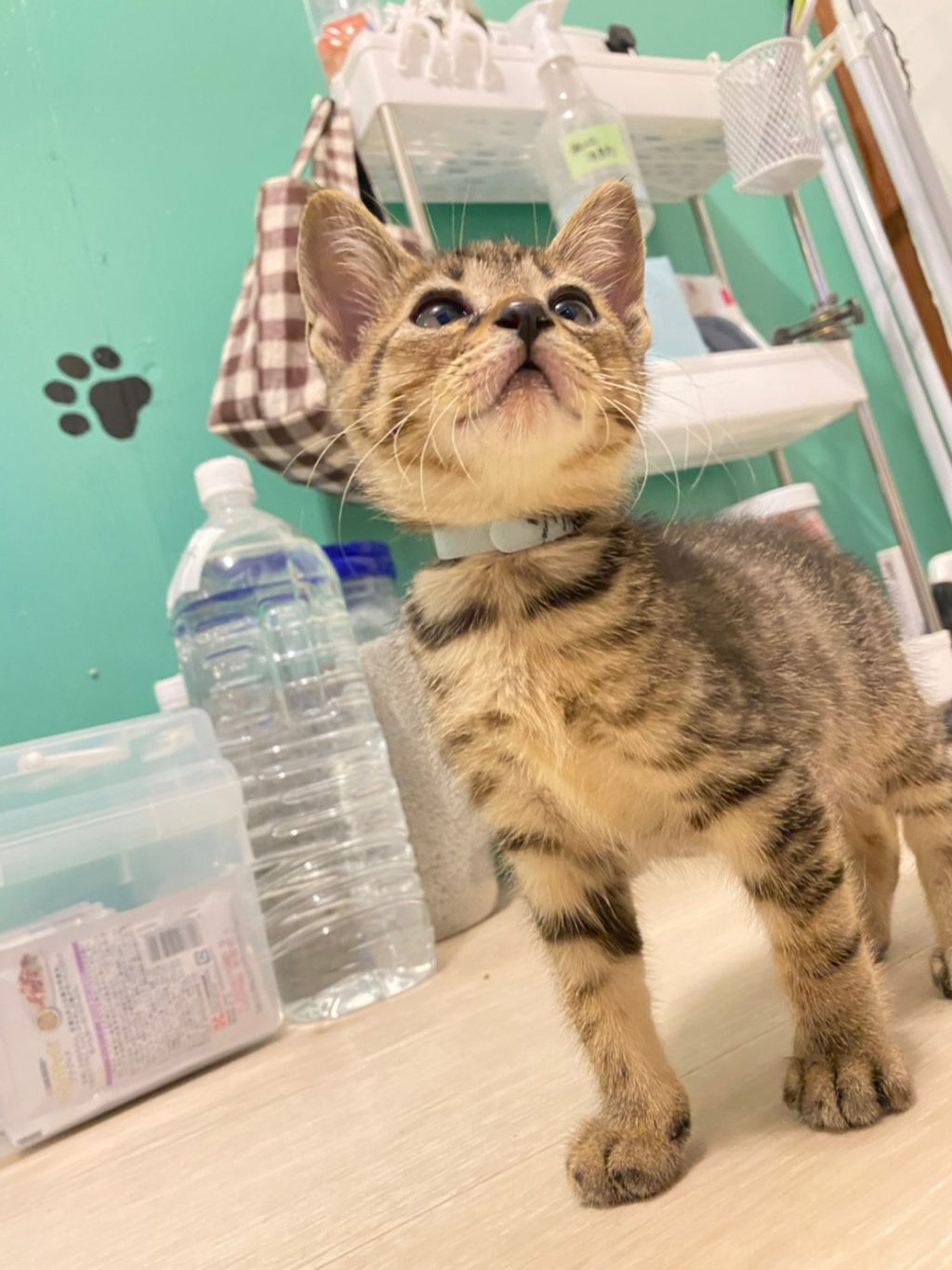 pet-image-9