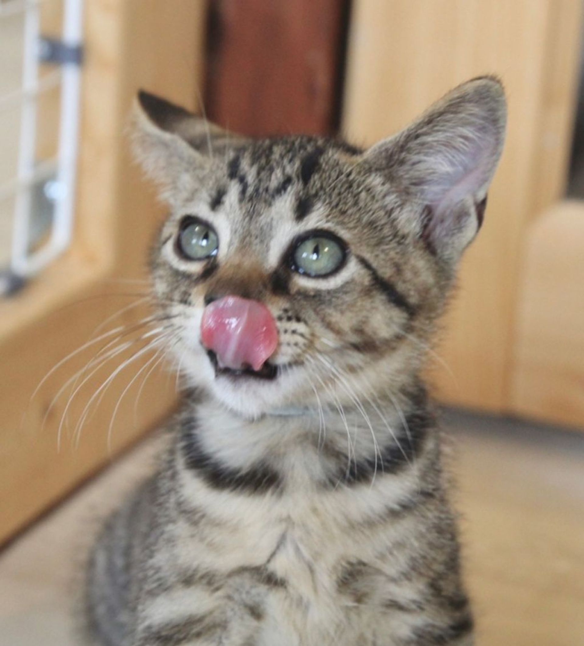 雑種（ミックス猫）・オスの里親募集の写真