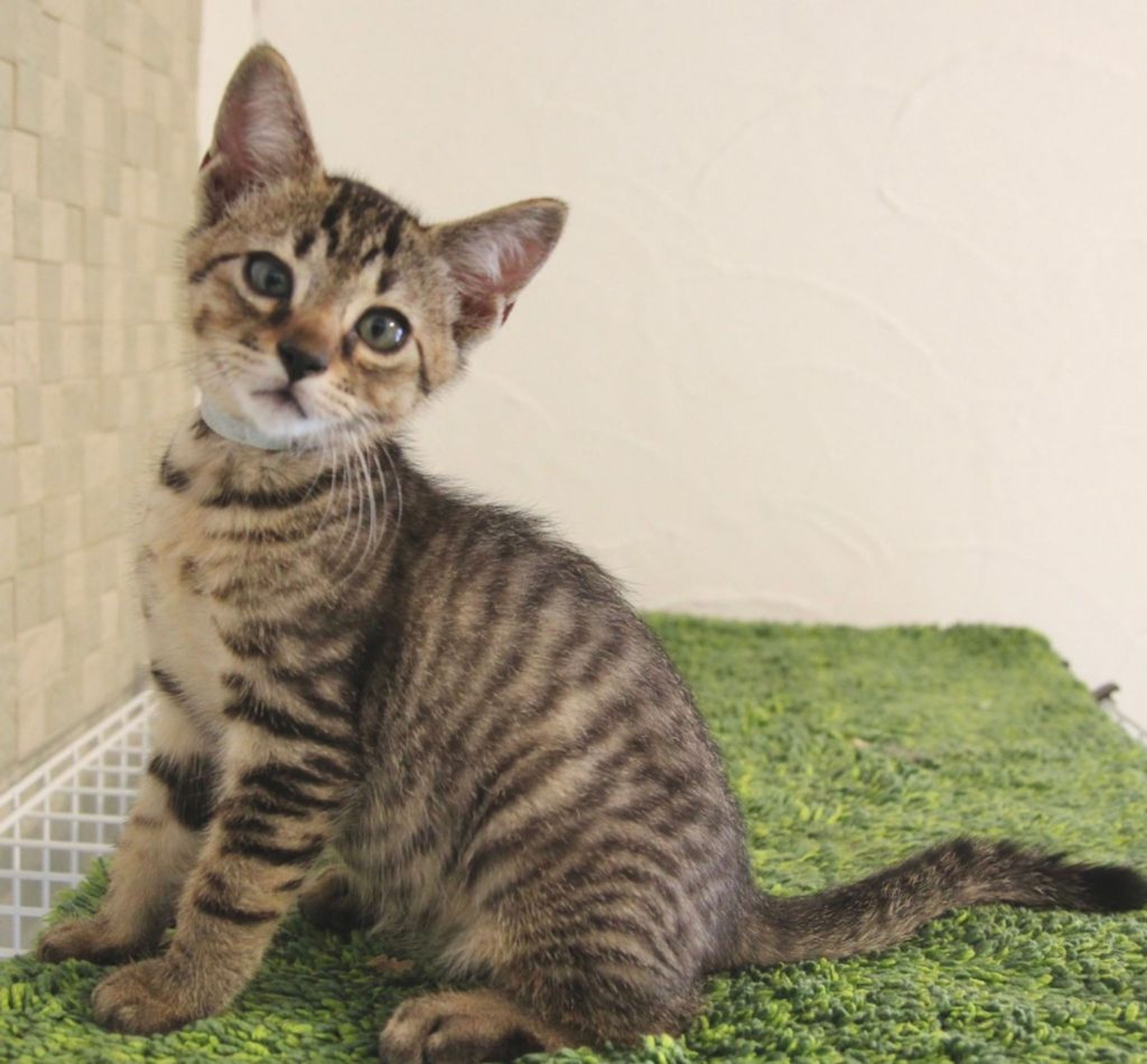 pet-image-5