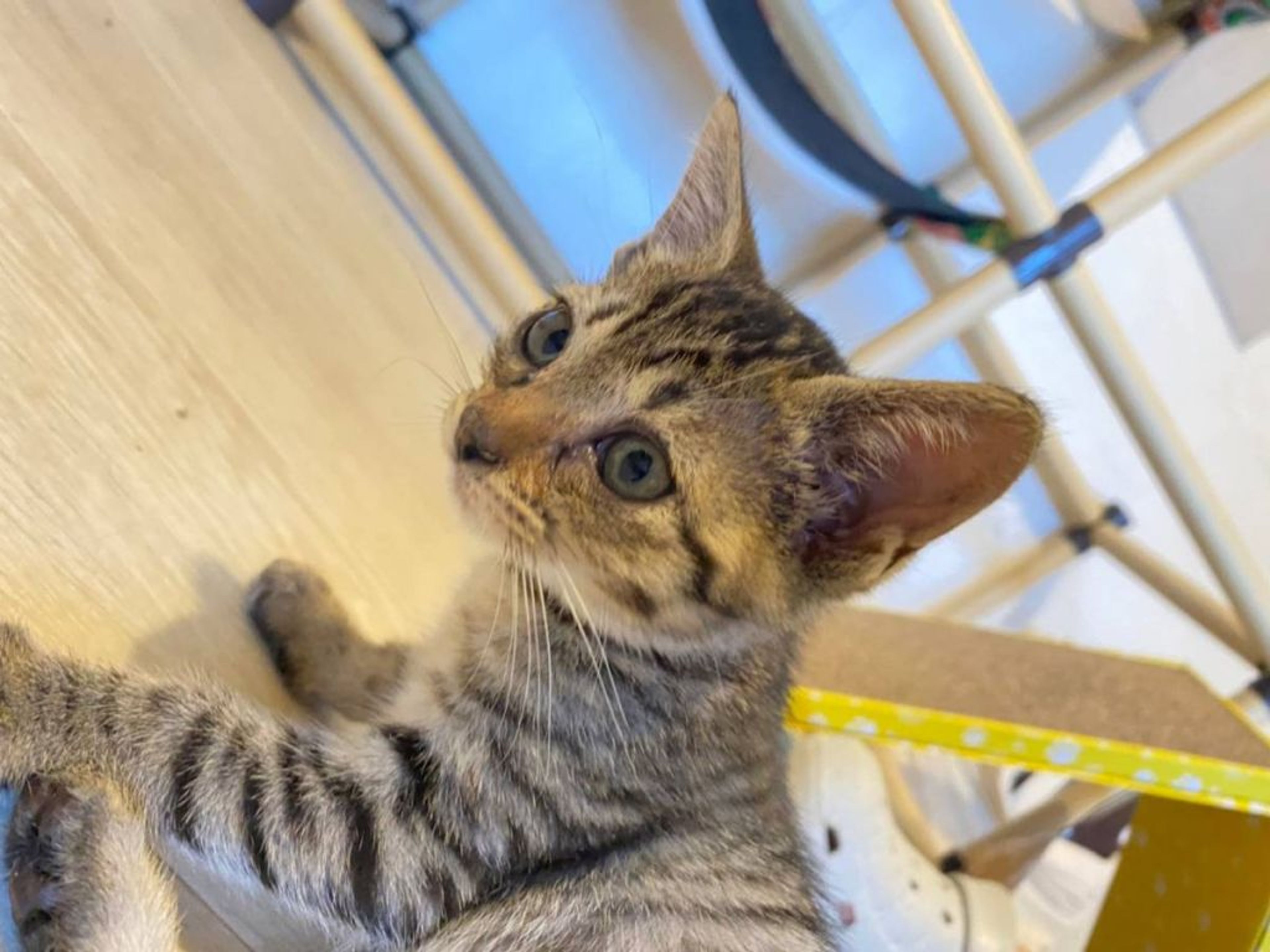 pet-image-3