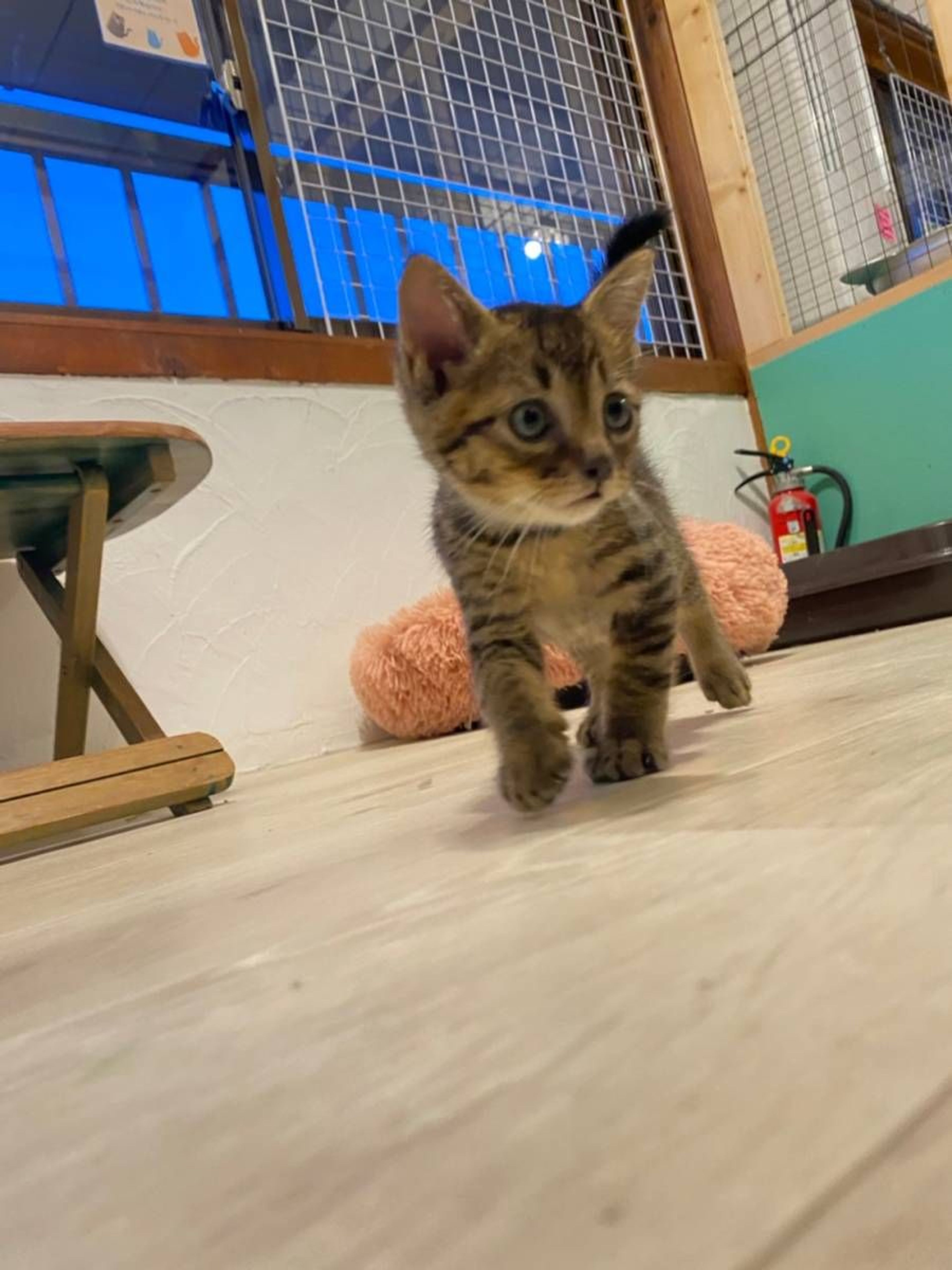 pet-image-5