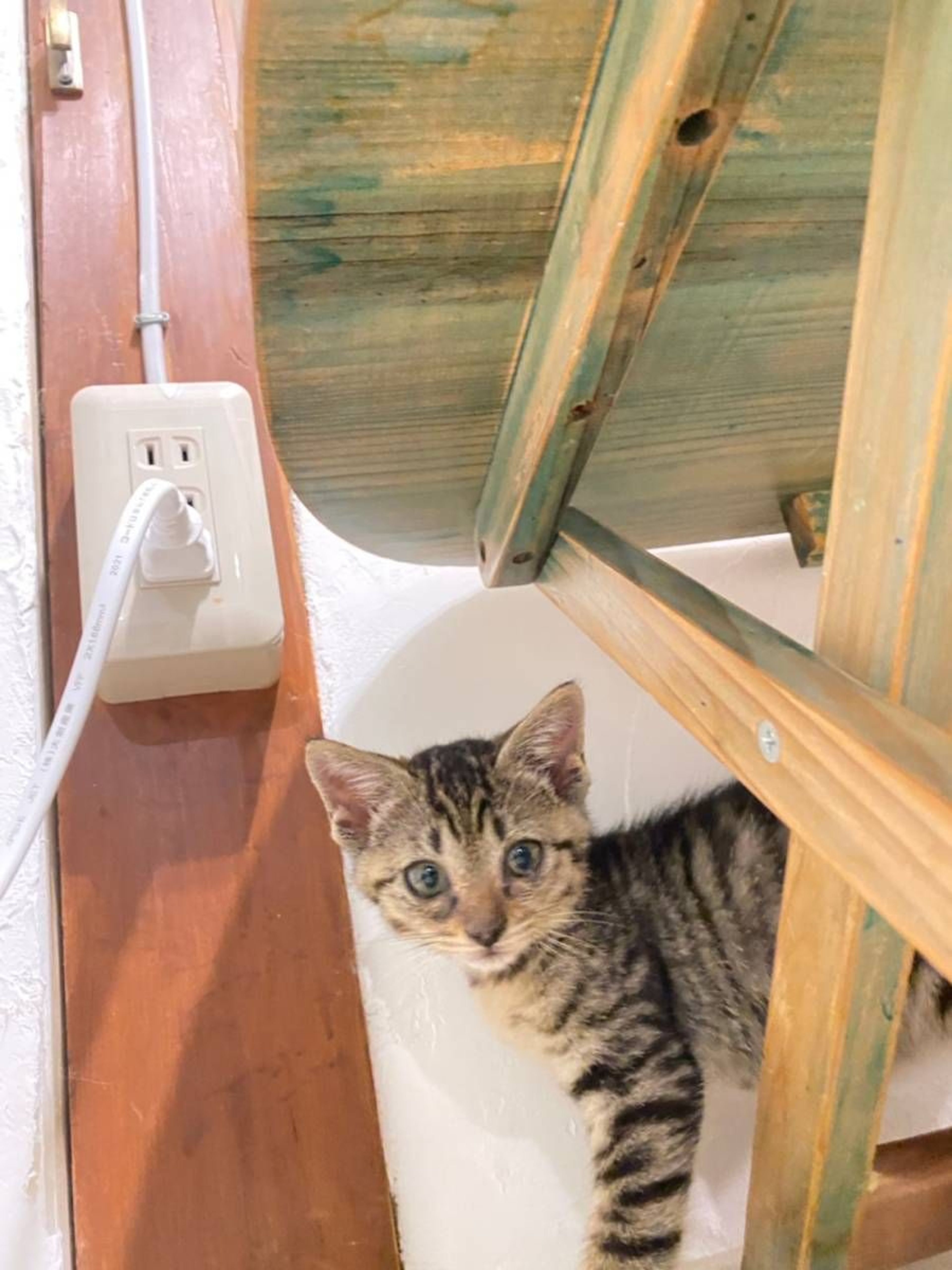 pet-image-7