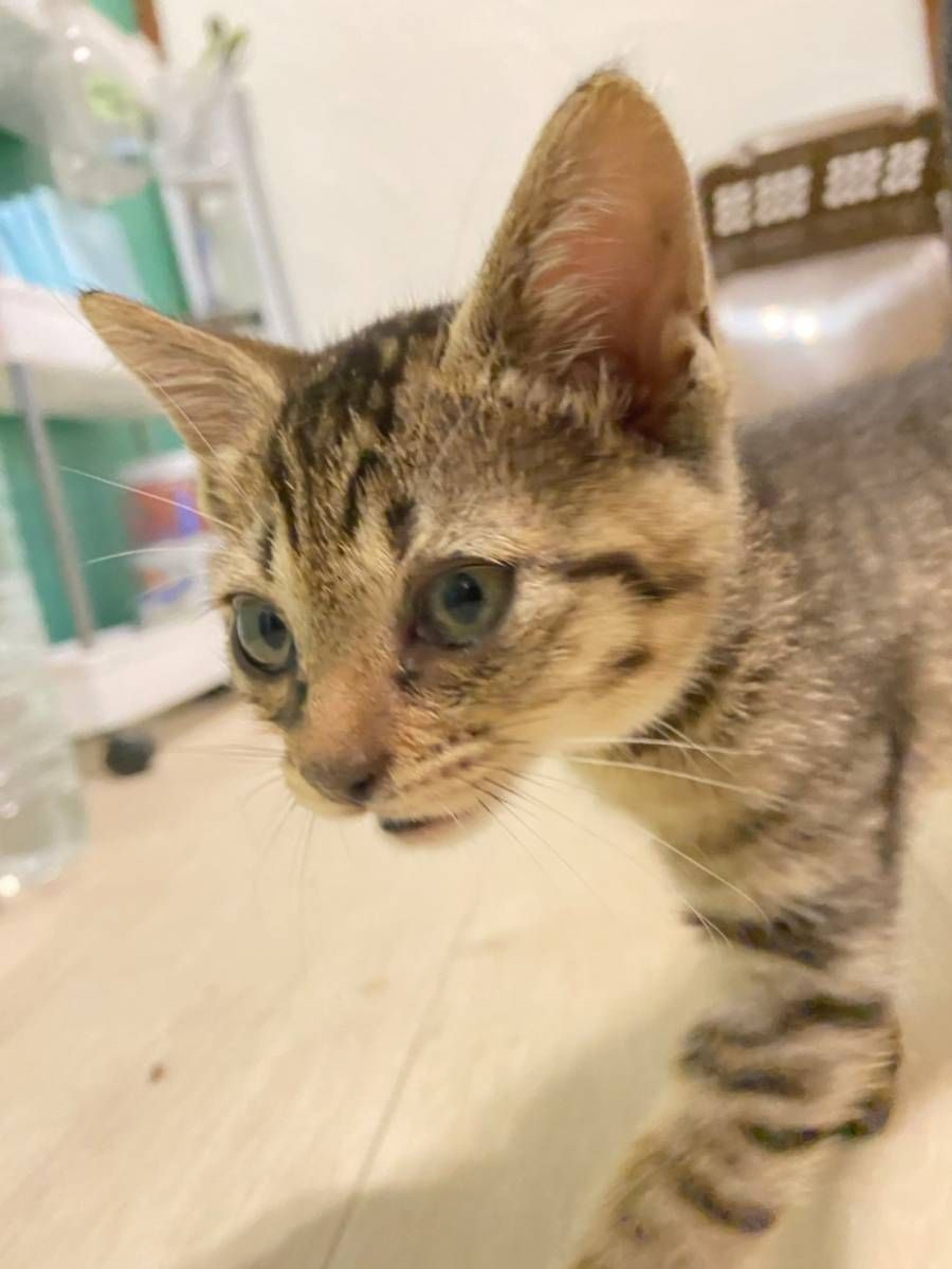 pet-image-9