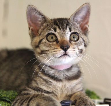 サルサの写真