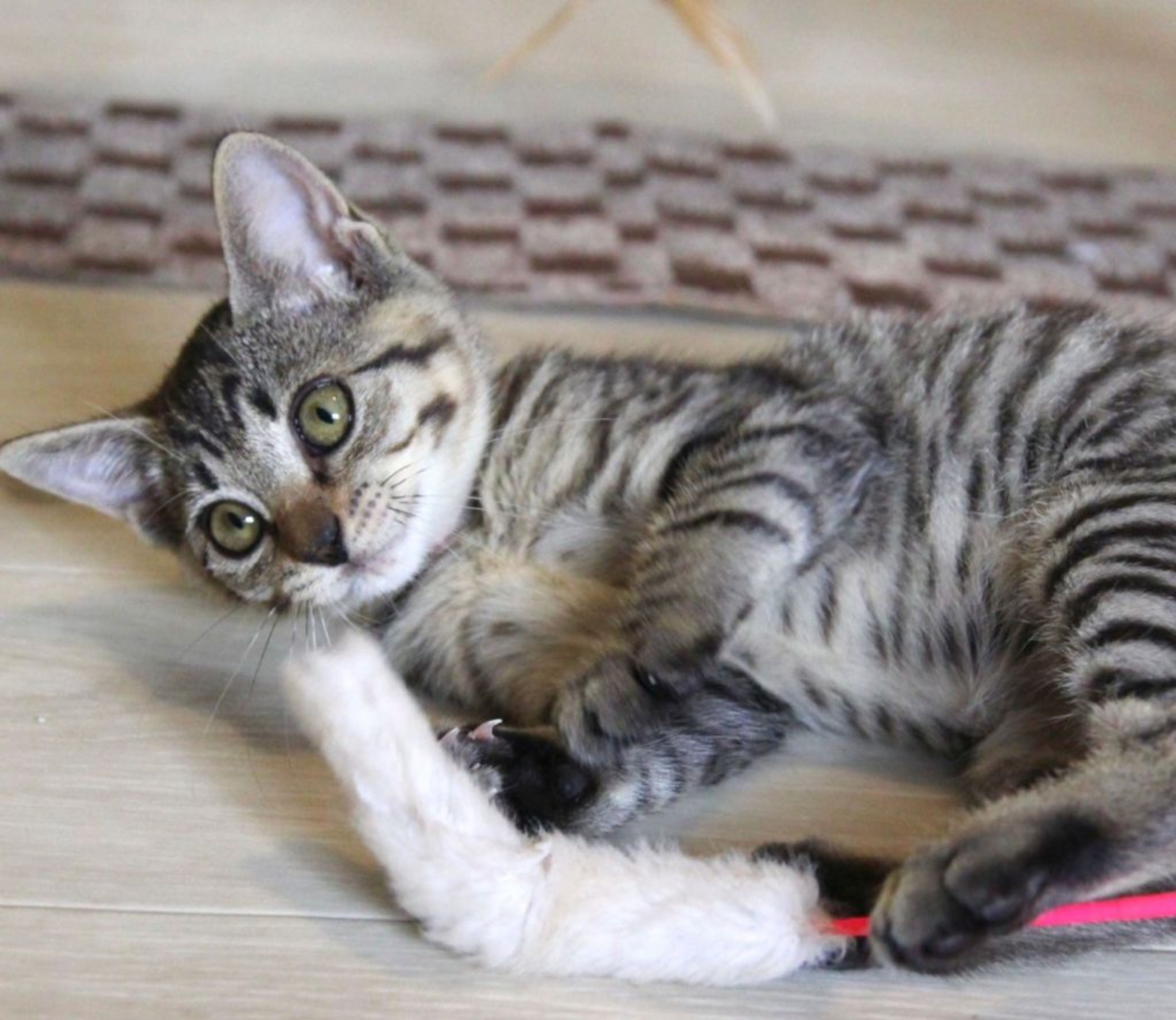 pet-image-4