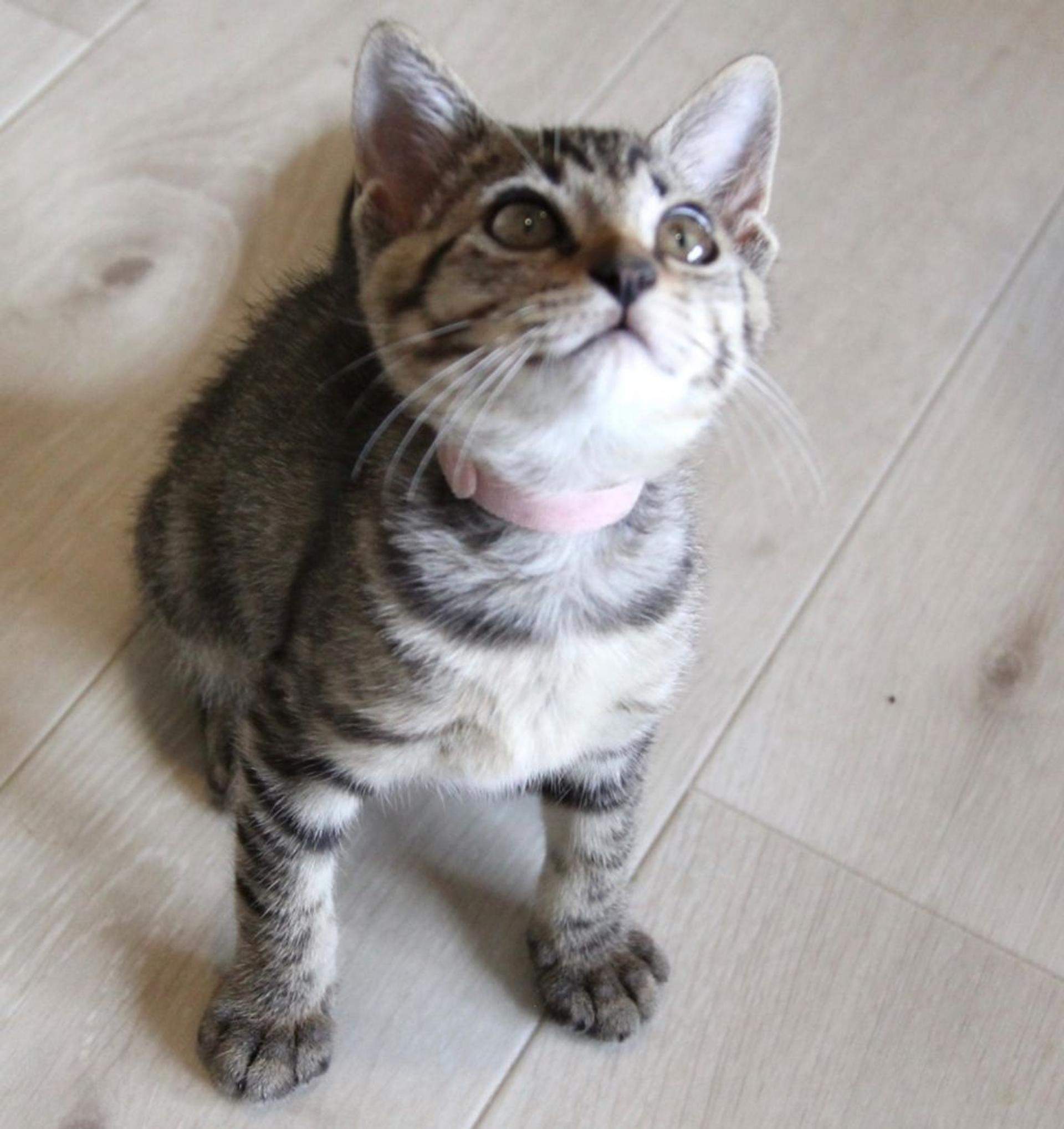 pet-image-8