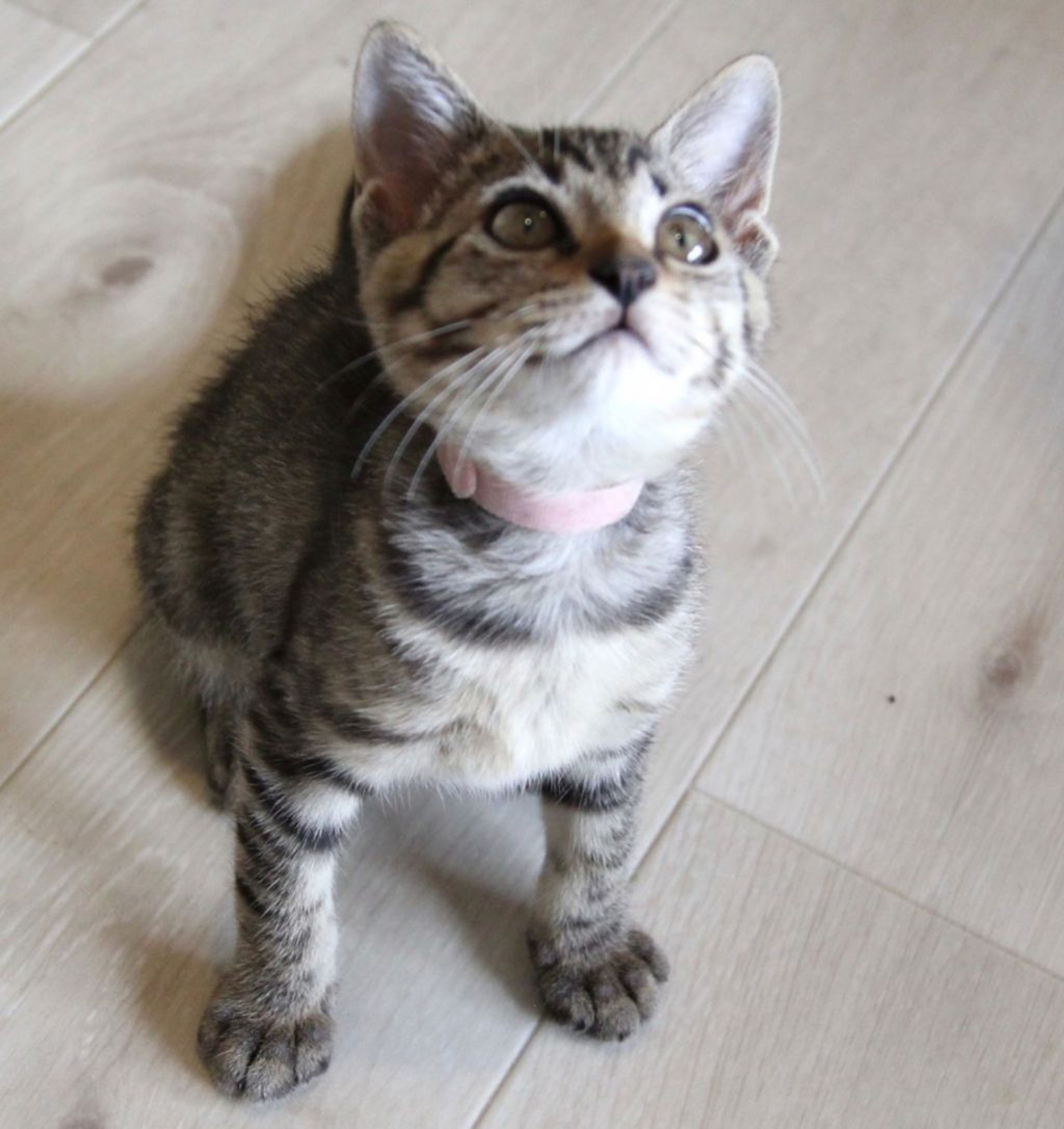 pet-image-8