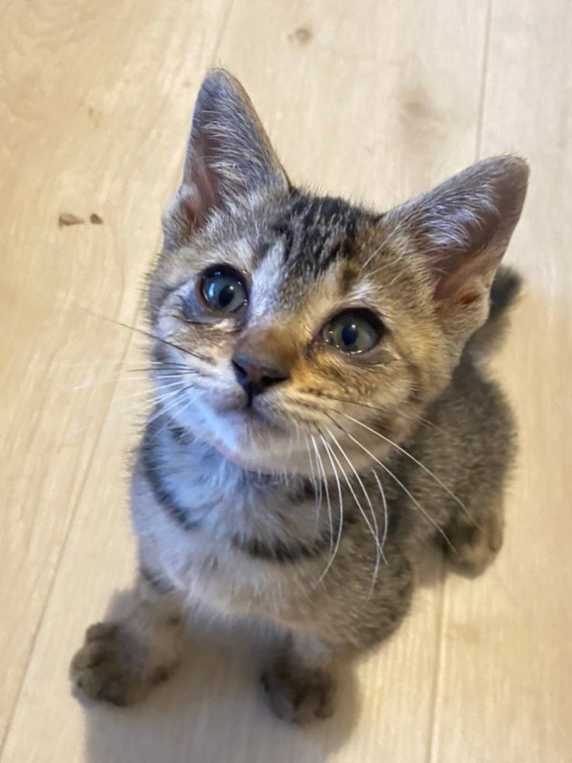 雑種（ミックス猫）・メスの里親募集の写真