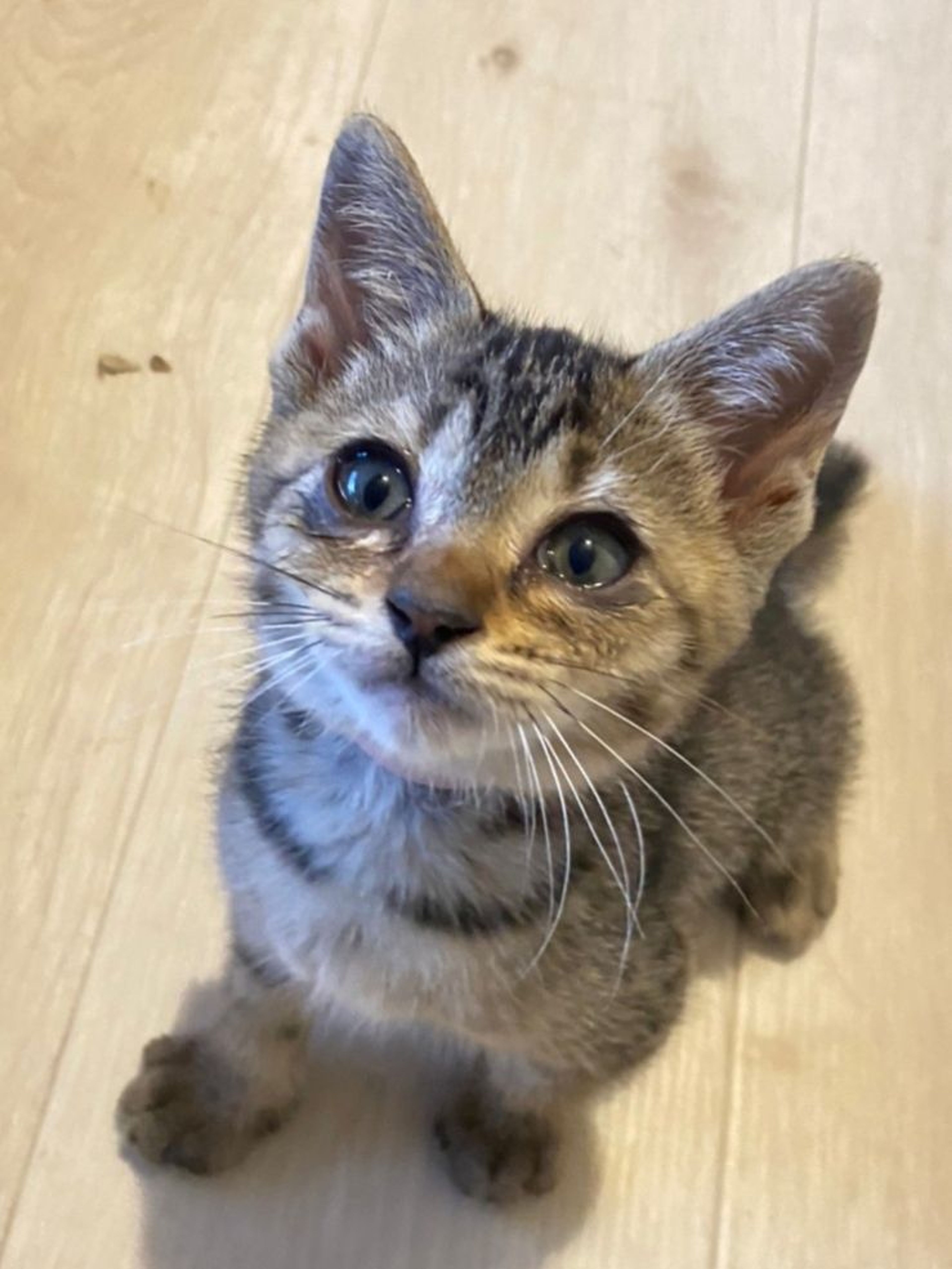 雑種（ミックス猫）・メスの里親募集の写真