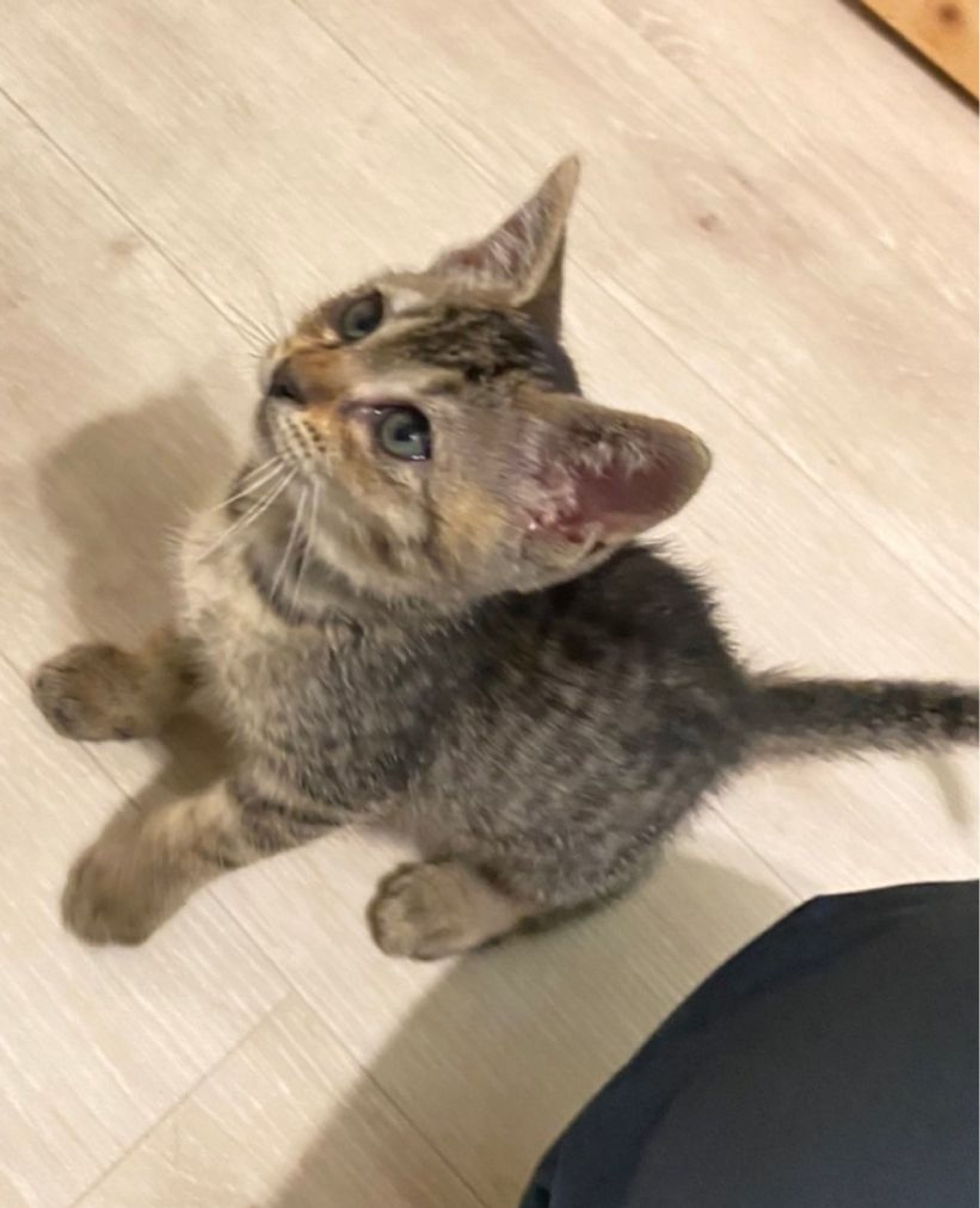 pet-image-2