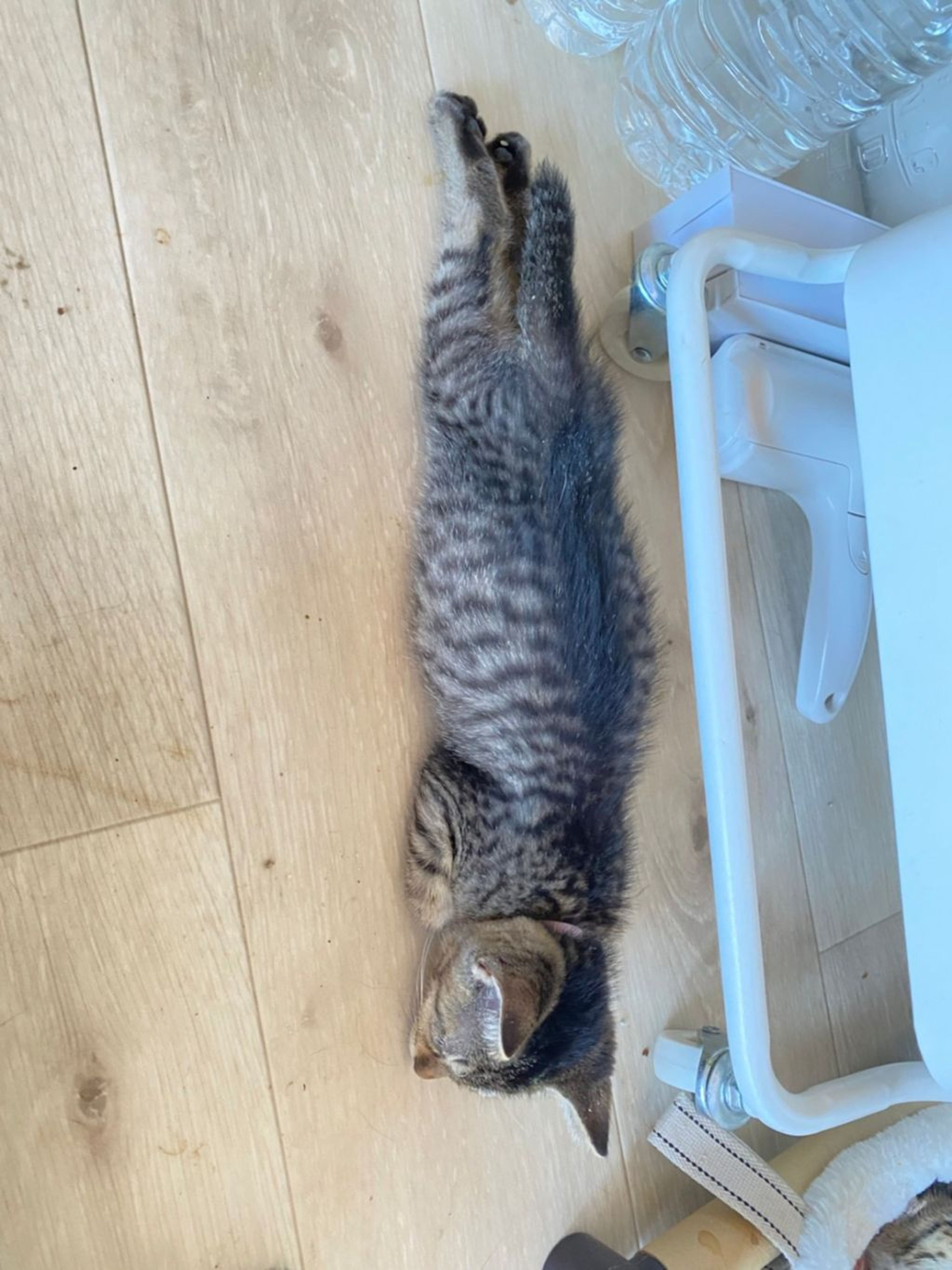 pet-image-3