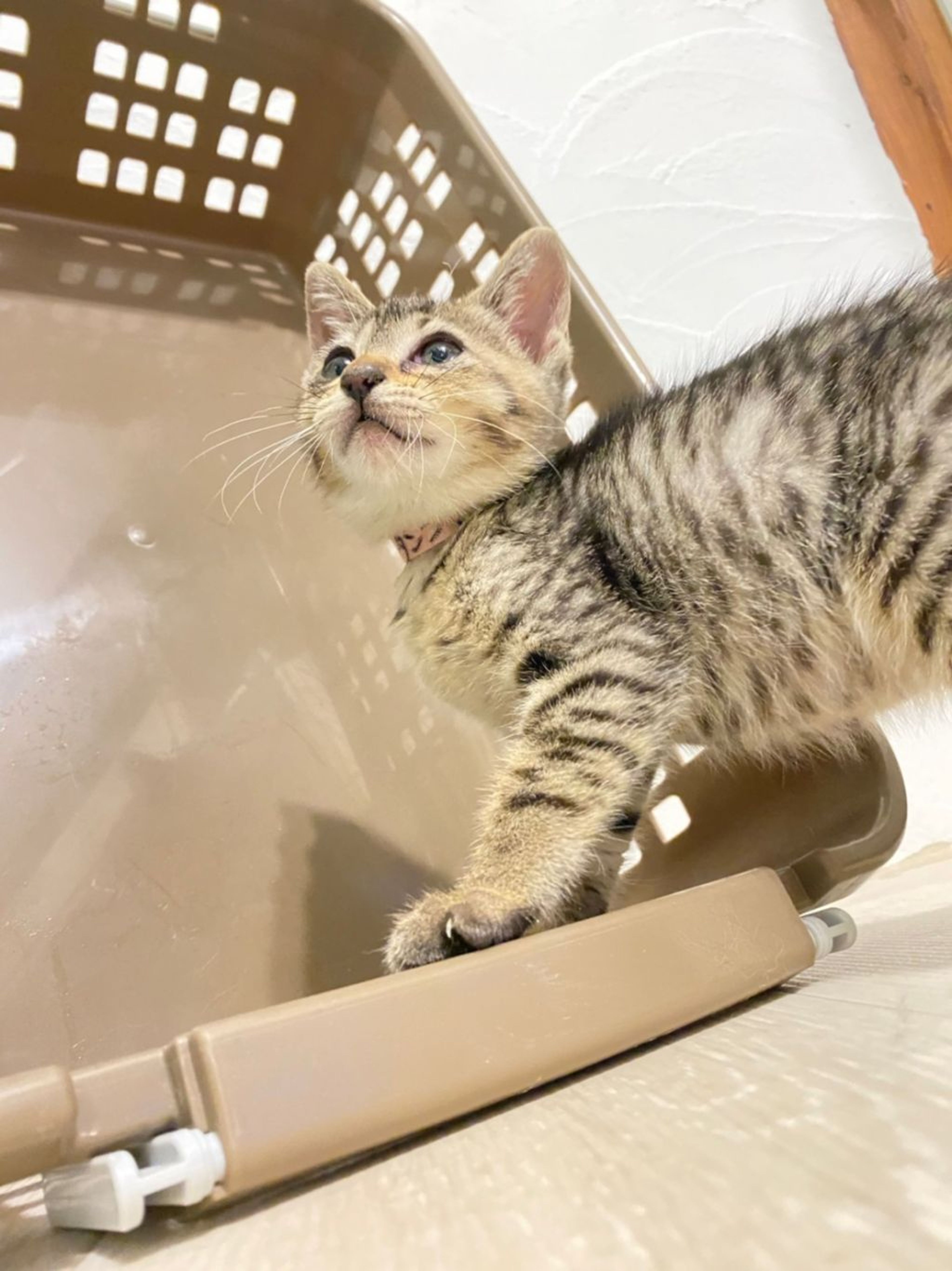 pet-image-4