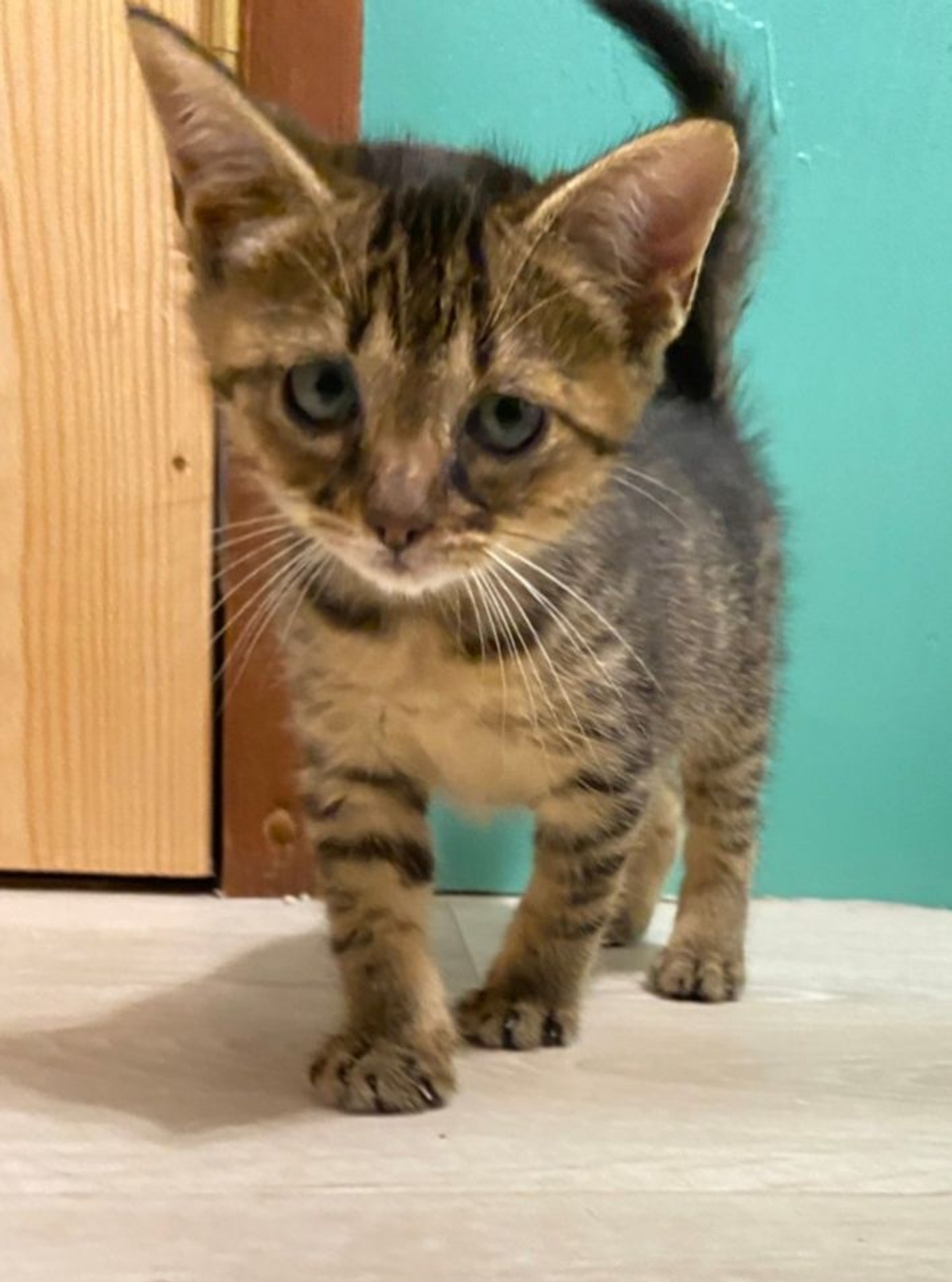 pet-image-3
