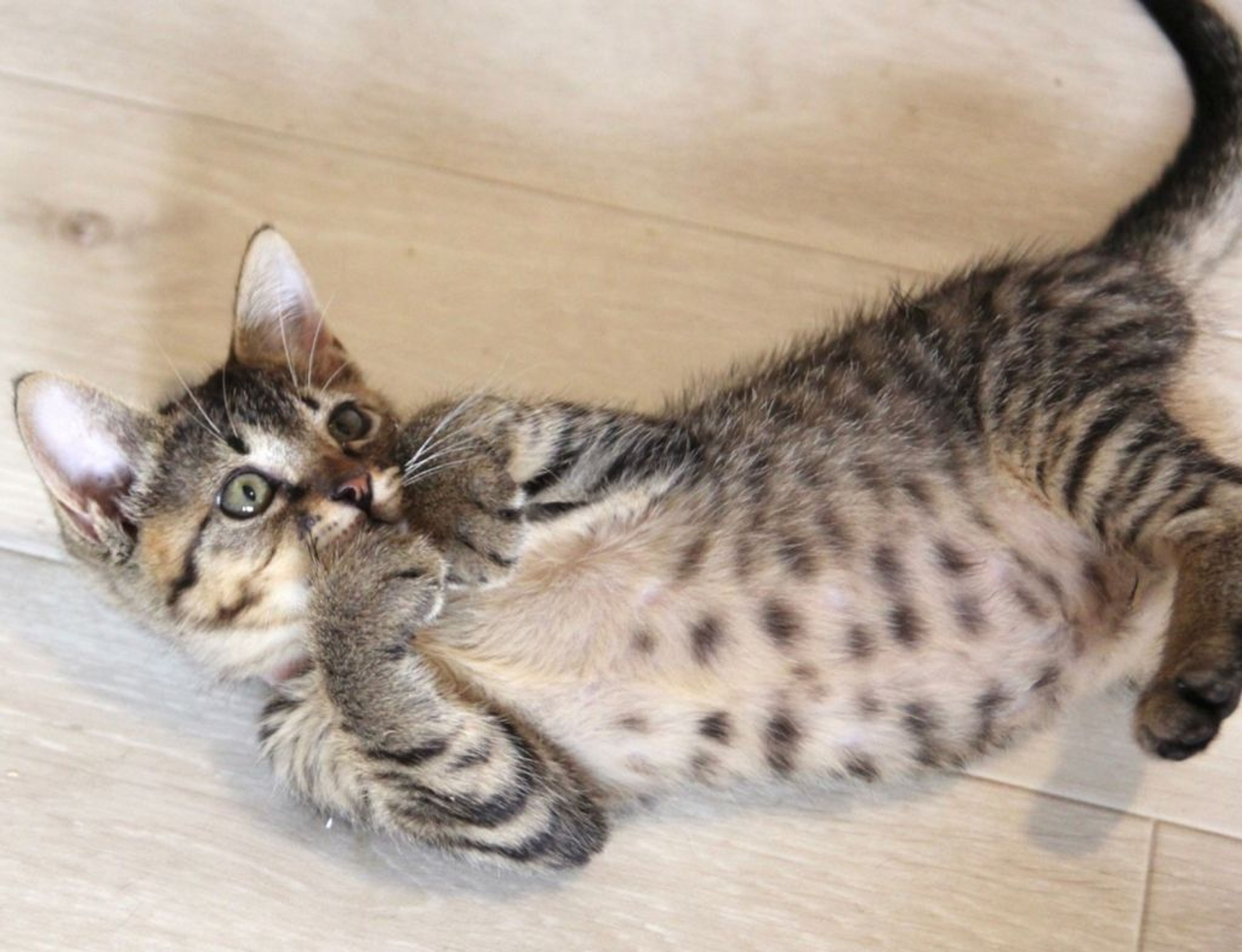 pet-image-4