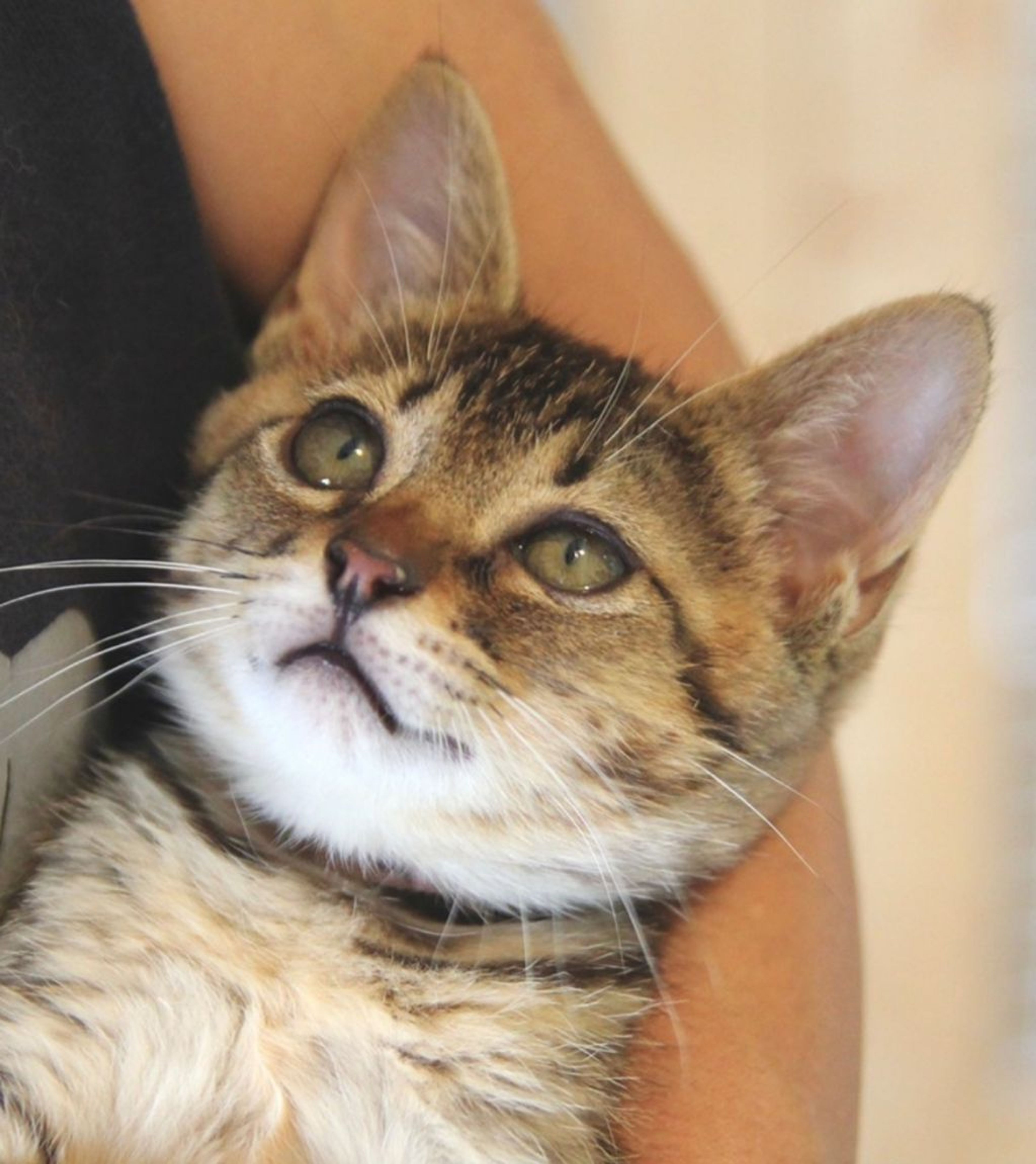 pet-image-6