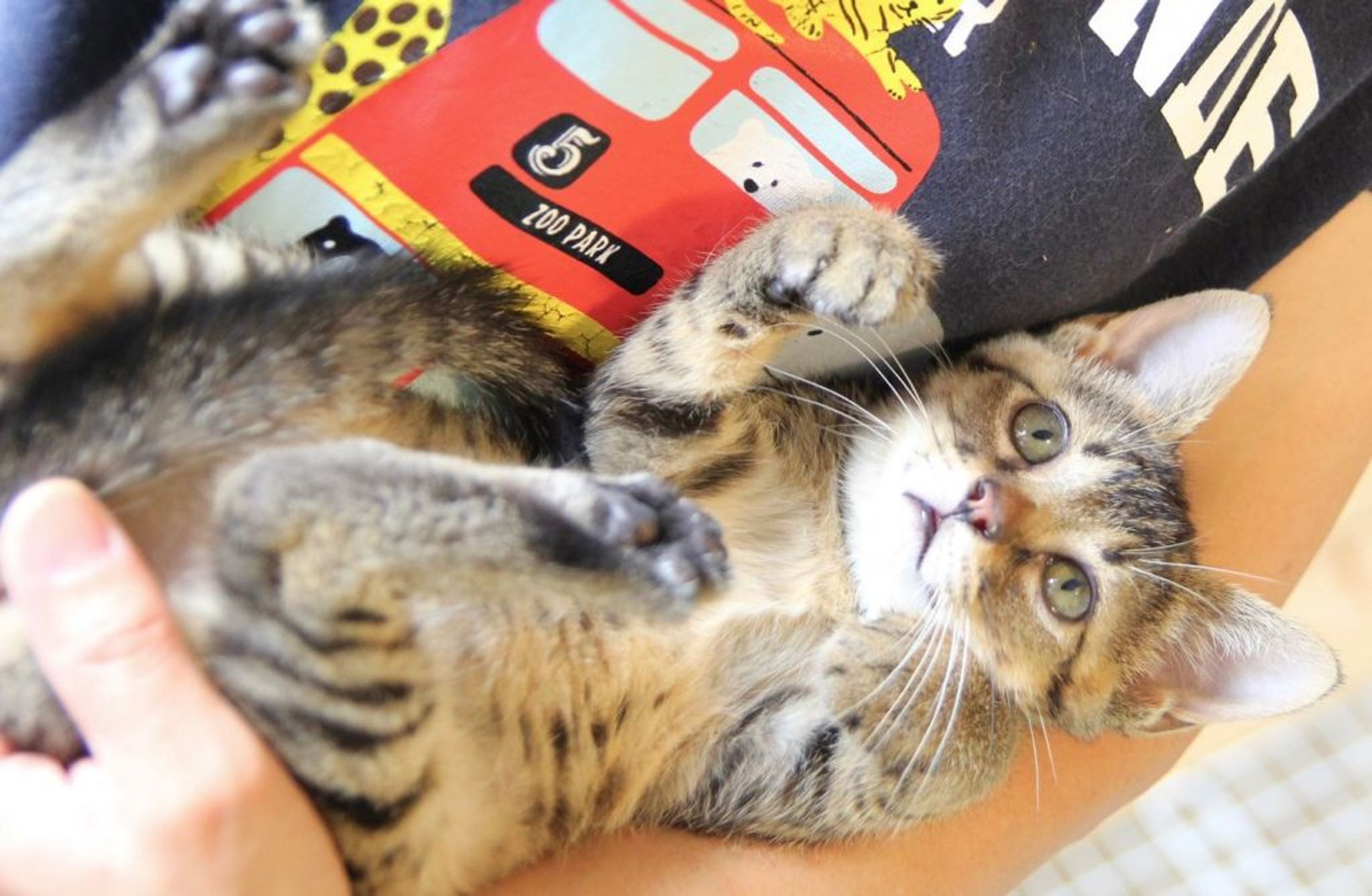 pet-image-2