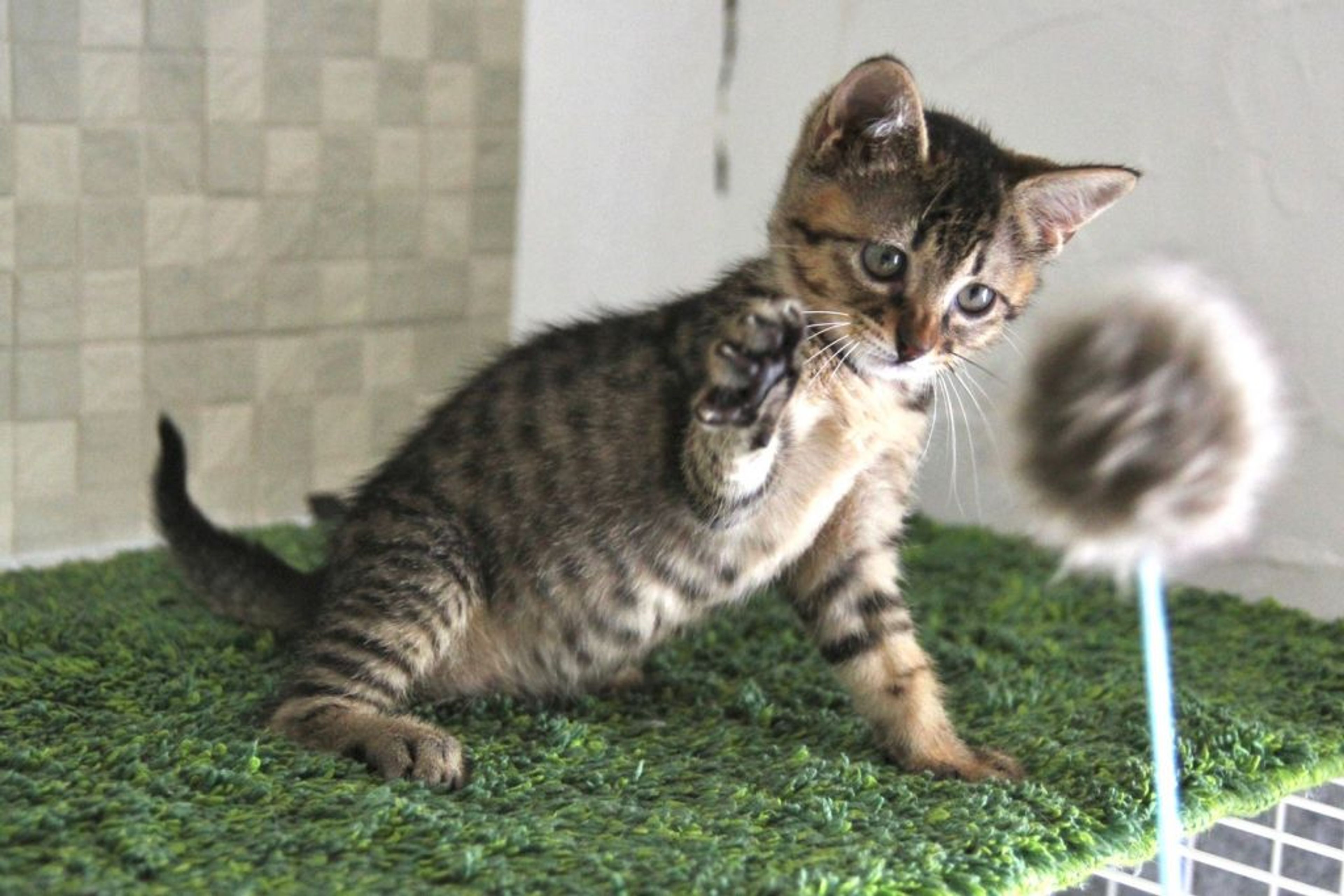 pet-image-5